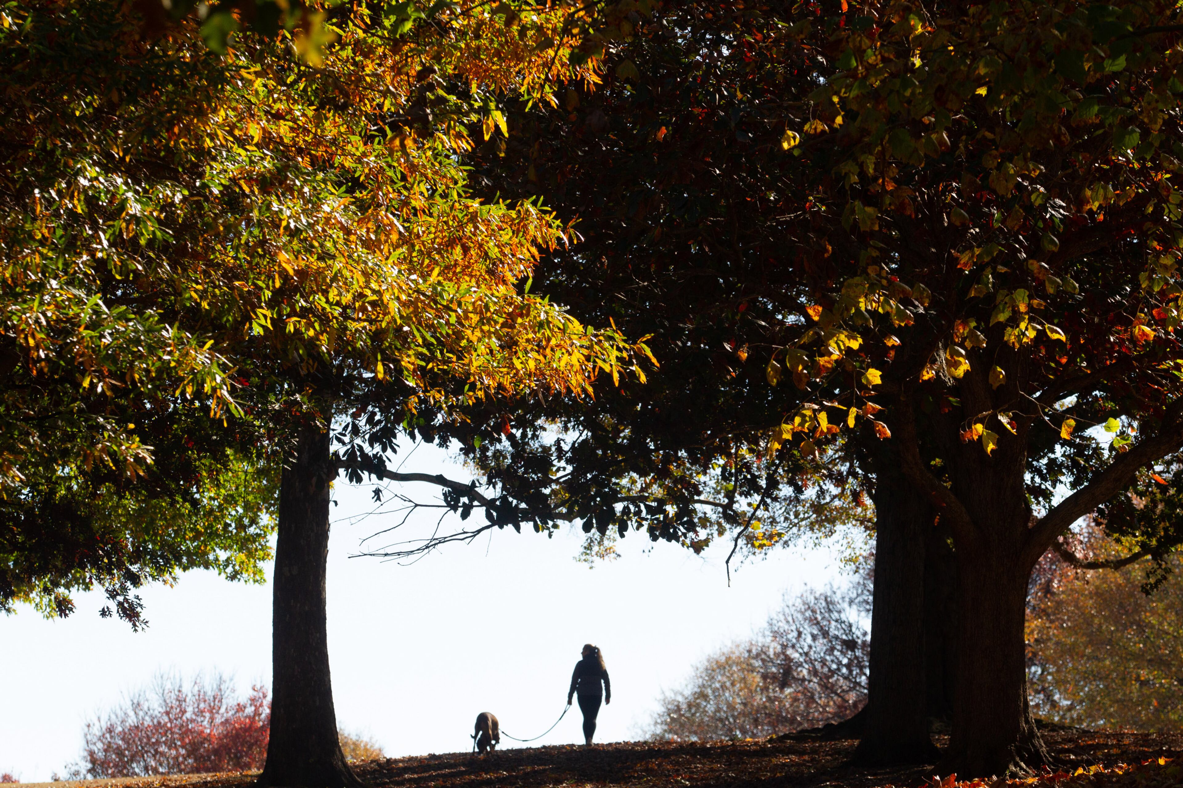 People take advantage of the cool crisp fall morning to walk around Piedmont Park on Saturday, November 20, 2021. STEVE SCHAEFER FOR THE ATLANTA JOURNAL-CONSTITUTION