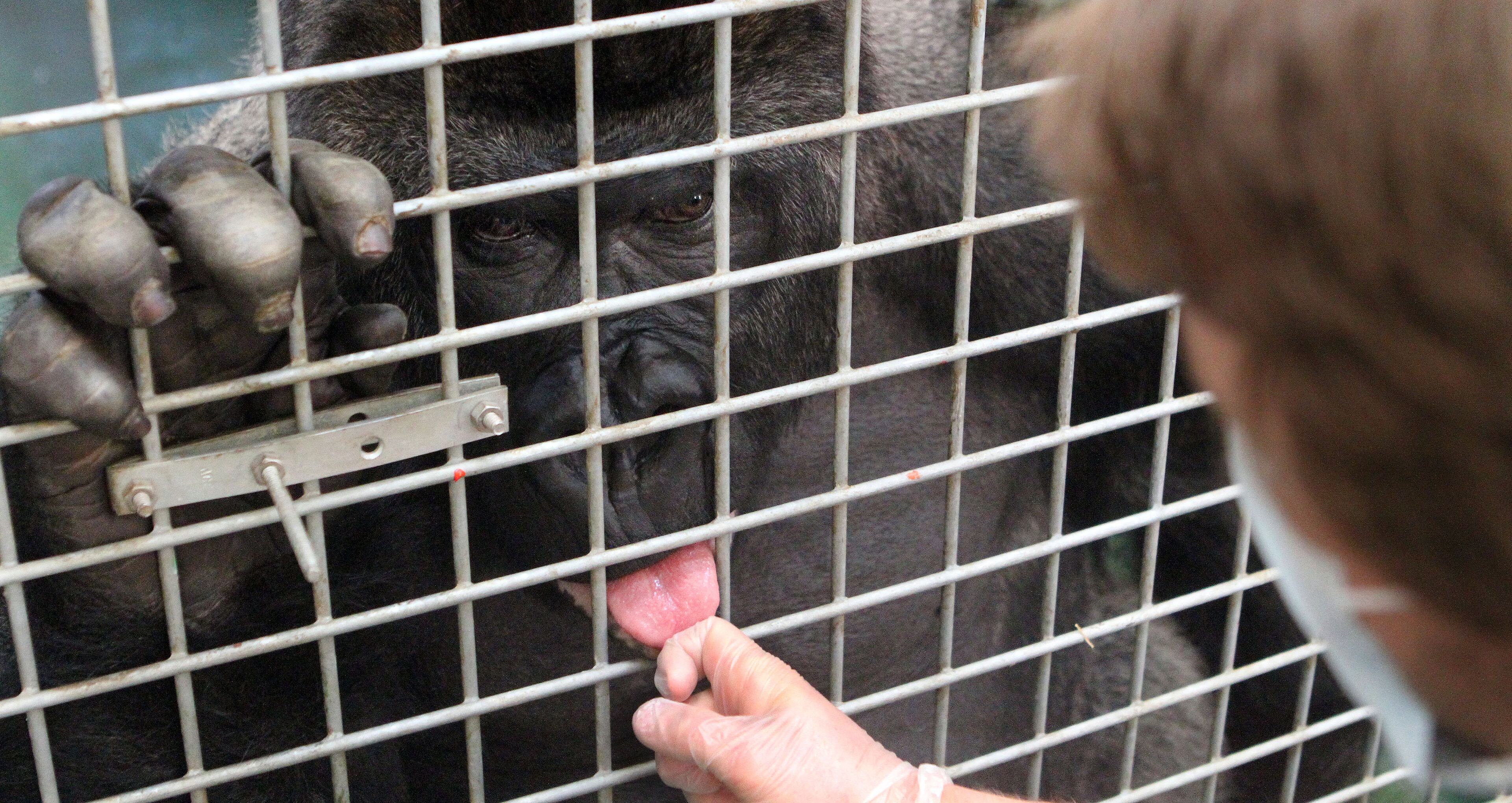 Zoo Atlanta's Bobby Fellows trains Kidogo to open his mouth on command for better medical examinations.