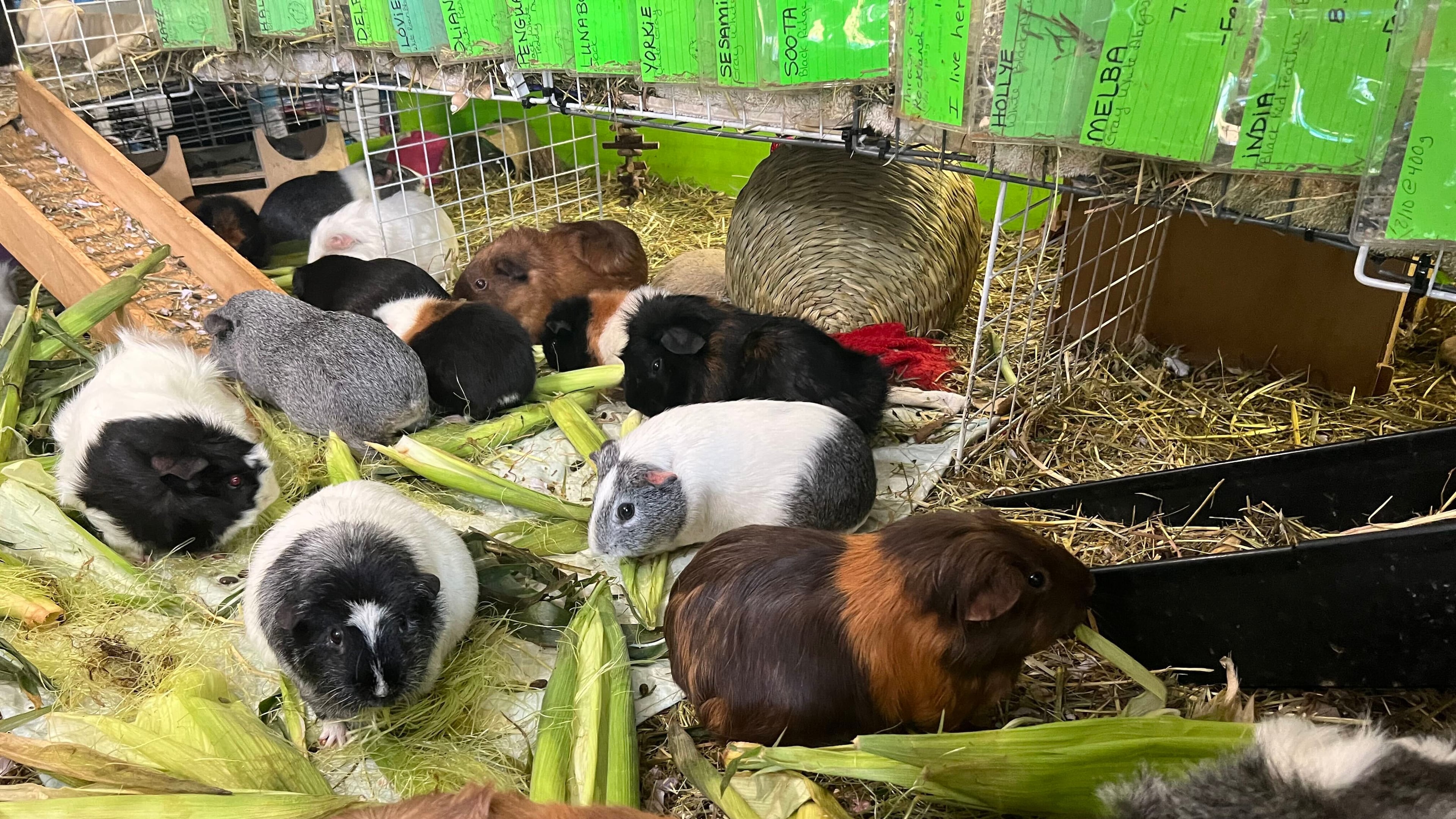 Guinea pigs nibble on corn and other vegetation at a guinea pig rescue in Salisbury, Mass., Friday, July 10, 2026. (AP Photo/Kimberlee Kruesi)