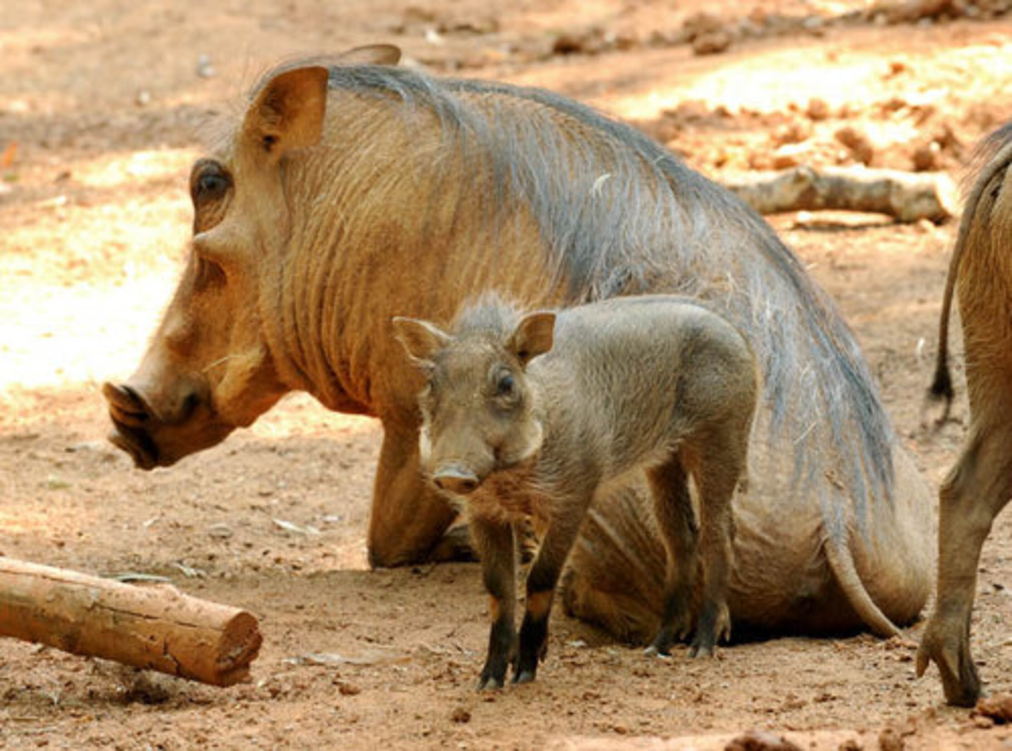 Warthog Vern and his daughter, Georgia P., strike a pose. Male warthogs play a limited role with parenting in the wild, with most leading nomadic lifestyles. What makes Vern a good father is that he's patient and gentle with Georgia P. From the minute they've been together, he lets her study him and even crawl on his back. He may soon help her learn how to dig in the dirt.