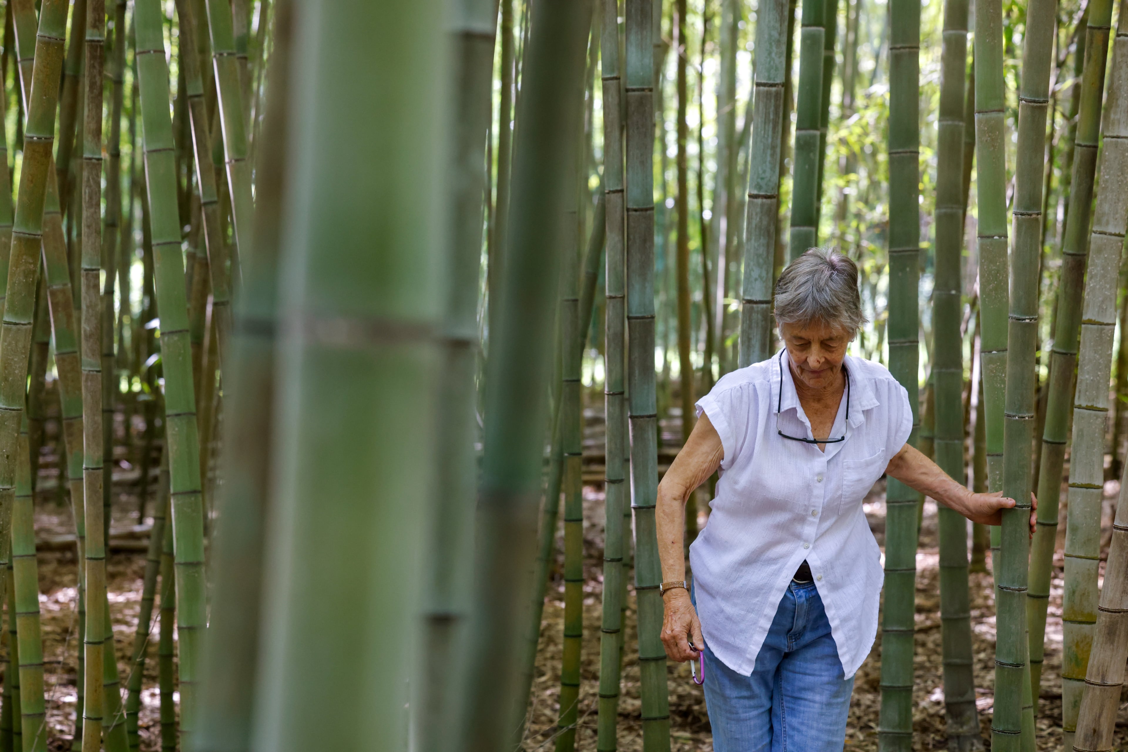Daphne Lewis touts bamboo as livestock feed among its many uses. “Cattle go crazy to eat it,” she says. (Arvin Temkar/AJC)