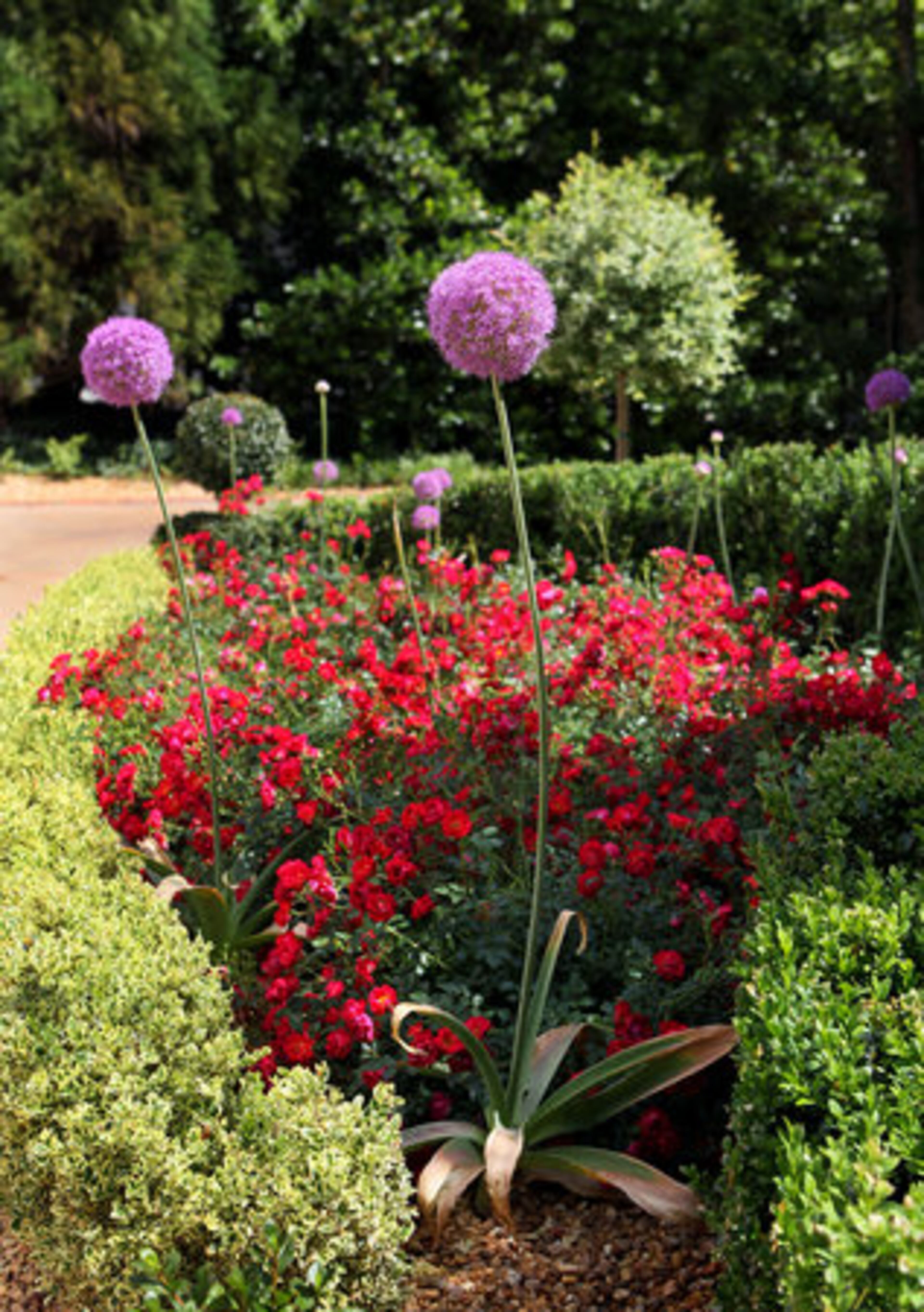Long-stemmed purple Alium are planted near red dwarf azaleas. Scott Hostetler finds that sitting back now and looking over the landscape, he feels a sense of relief. "I was my hardest client, my worst critic," he said. "I put a lot of pressure on myself."