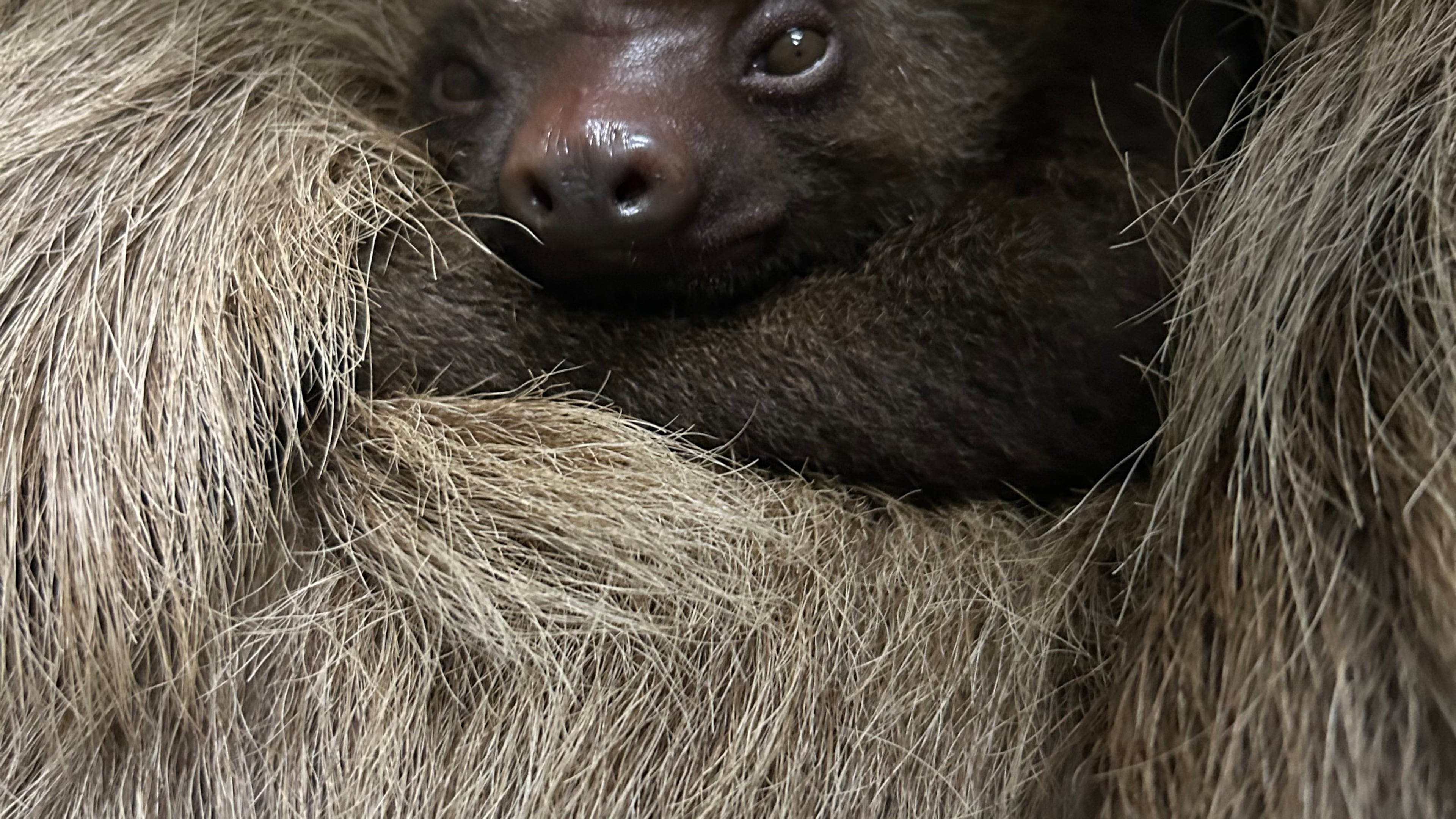 Rolo, a Hoffman's two-toed sloth, was born in August at Zoo Atlanta to his parents, mother Nutella and father Cocoa.