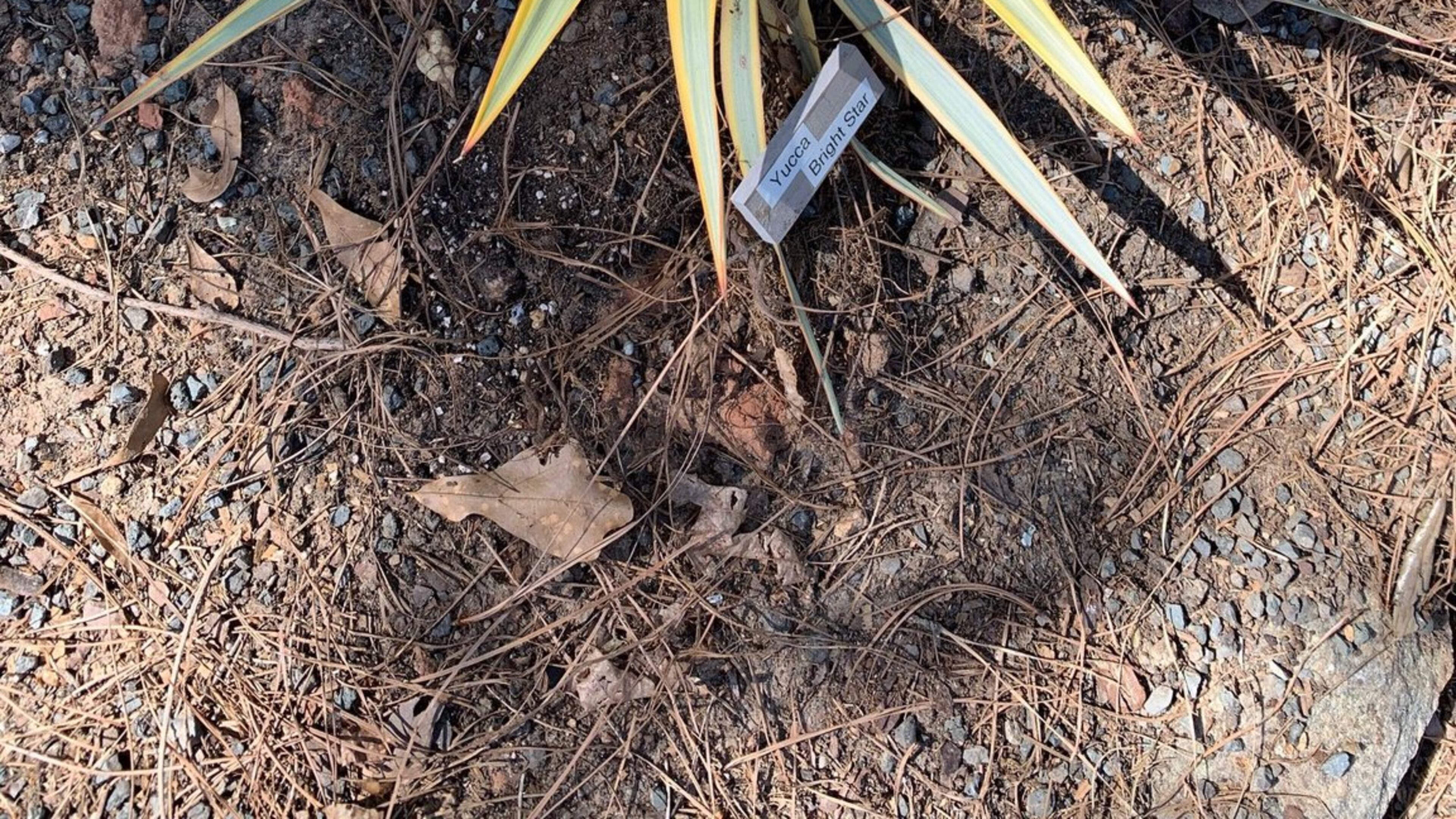 Variegated yucca can be an eye-catching part of your landscape but not part of your meal! CONTRIBUTED BY WALTER REEVES