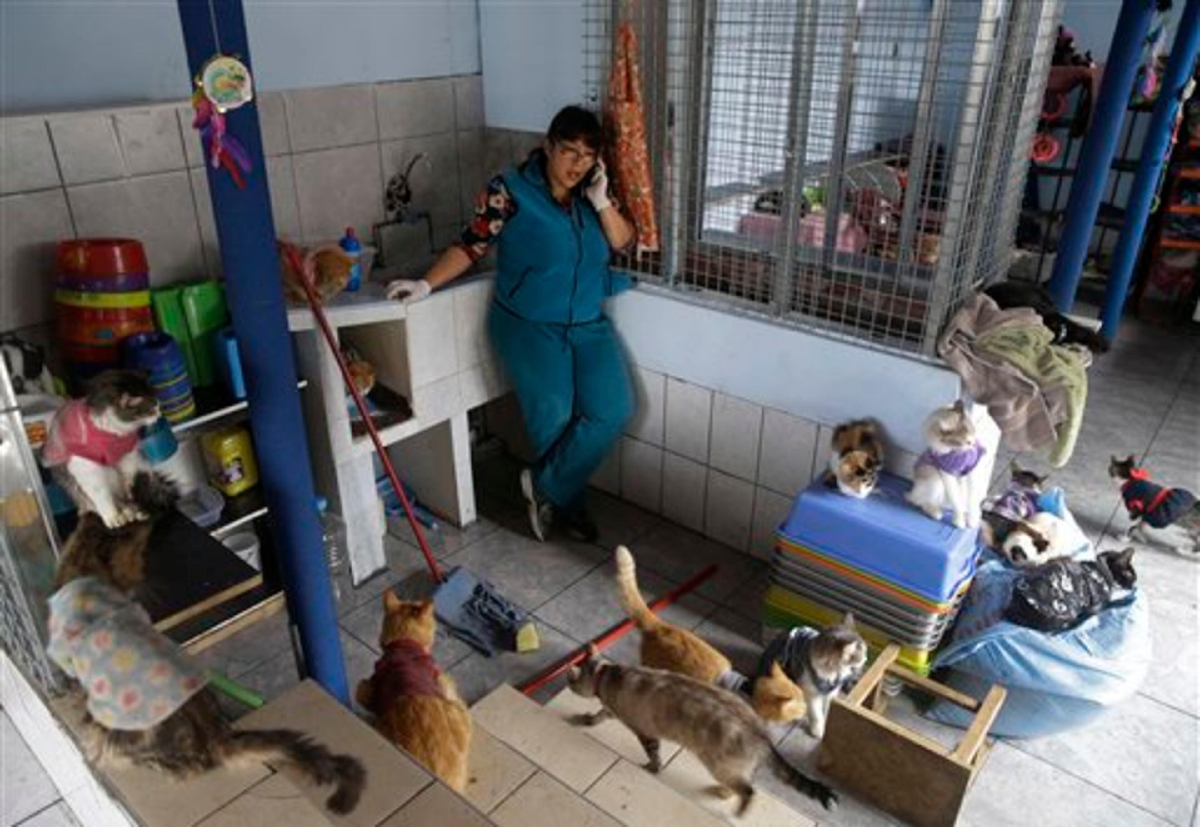 In this Aug. 15, 2014 photo, Maria Torero, talks on her mobile phone, surrounded by several of the 175 cats with leukemia she cares for at her home in Lima, Peru. The Peruvian government doesn�t keep numbers on street cats, but Torero says there must be millions in the country. (AP Photo/Martin Mejia)