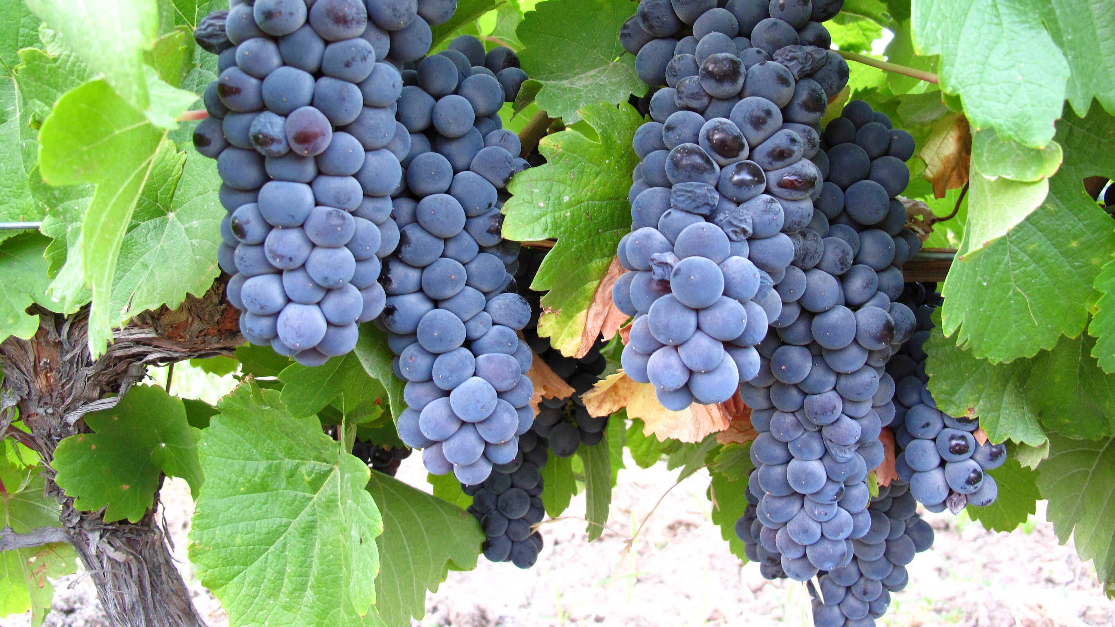 In an undated handout photo, pinot noir grapes grow at Bodega Chacra in the Río Negro Valley of Patagonia, in Argentina. The biodynamic winery is producing attention-getting pinot noirs, a varietal rarely seen in Argentina.