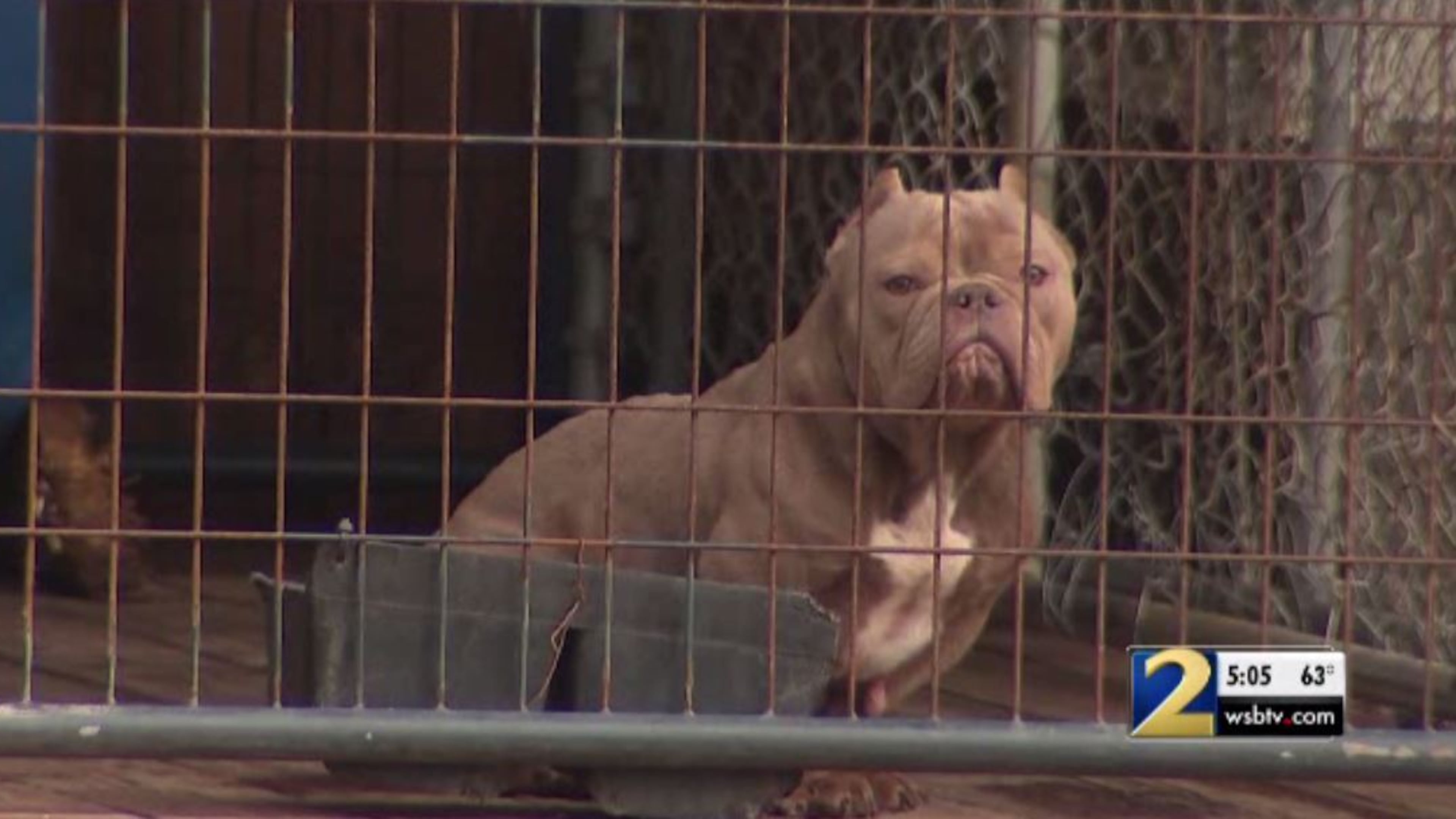 A Cobb County woman is accused of breeding bulldogs in unhealthy conditions, according to police. (Photo: Channel 2 Action News)