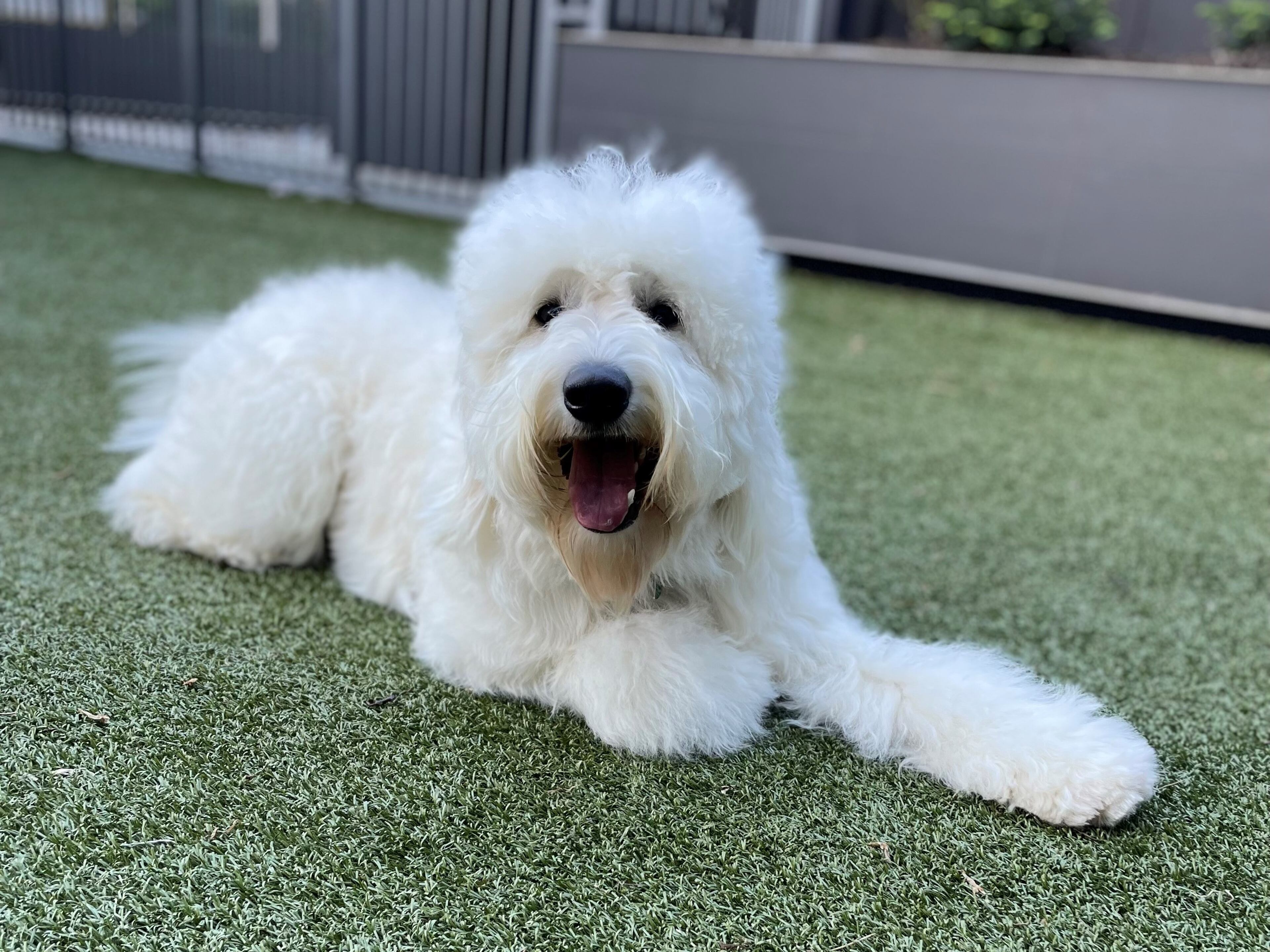 Biscuit Tanenblatt of Atlanta, photographed after a trip to the groomer. (Courtesy photo)
