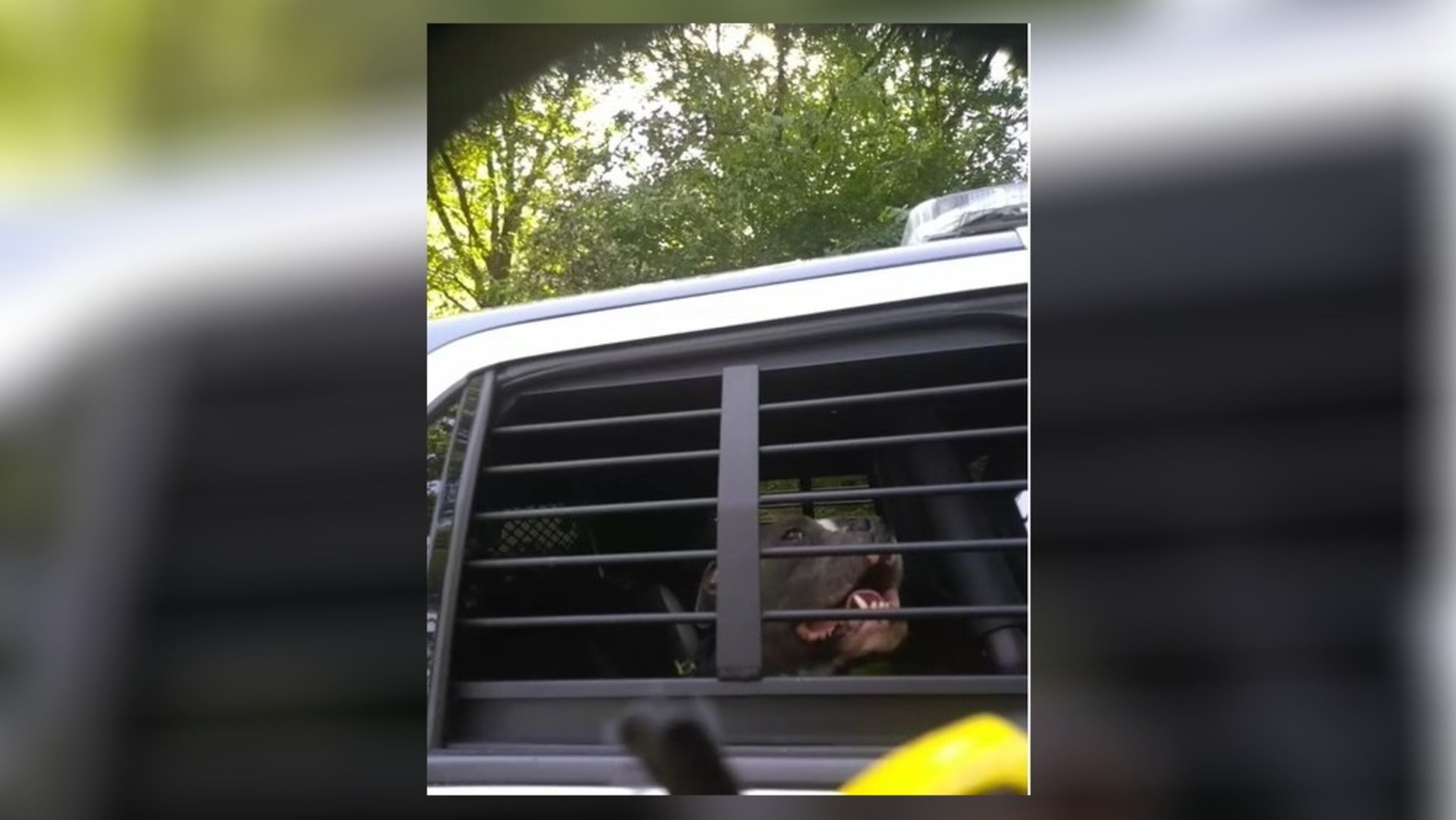 The discovery of an injured pit bull Saturday morning led to a Marietta man’s arrest on drug and weapons charges, police said.