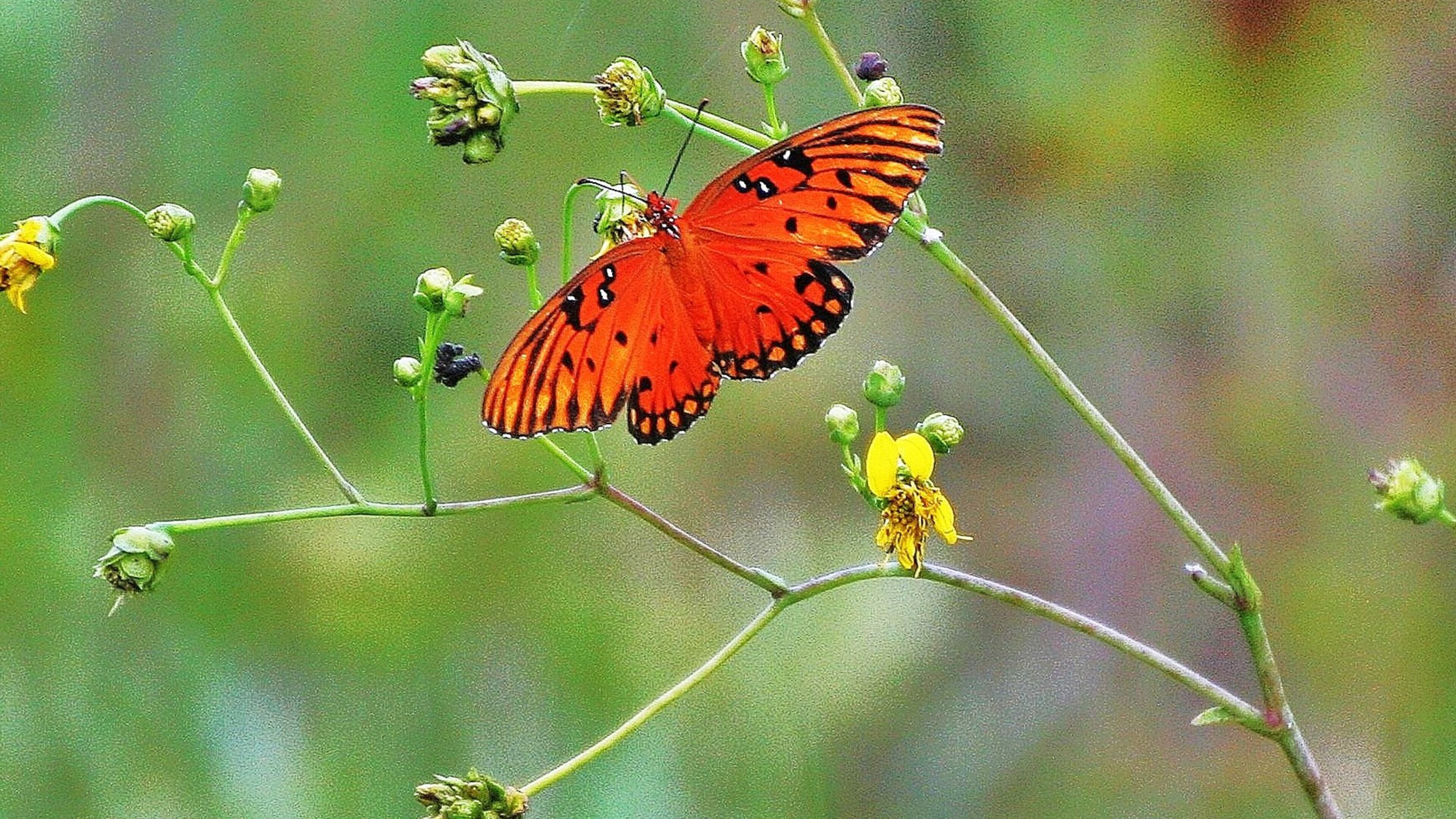 The gulf fritillary butterfly is one of more than 160 butterfly species that live in Georgia. Its caterpillar feeds on the plant known as maypop, or passion flower, and its closely related species. PHOTO CREDIT: Charles Seabrook