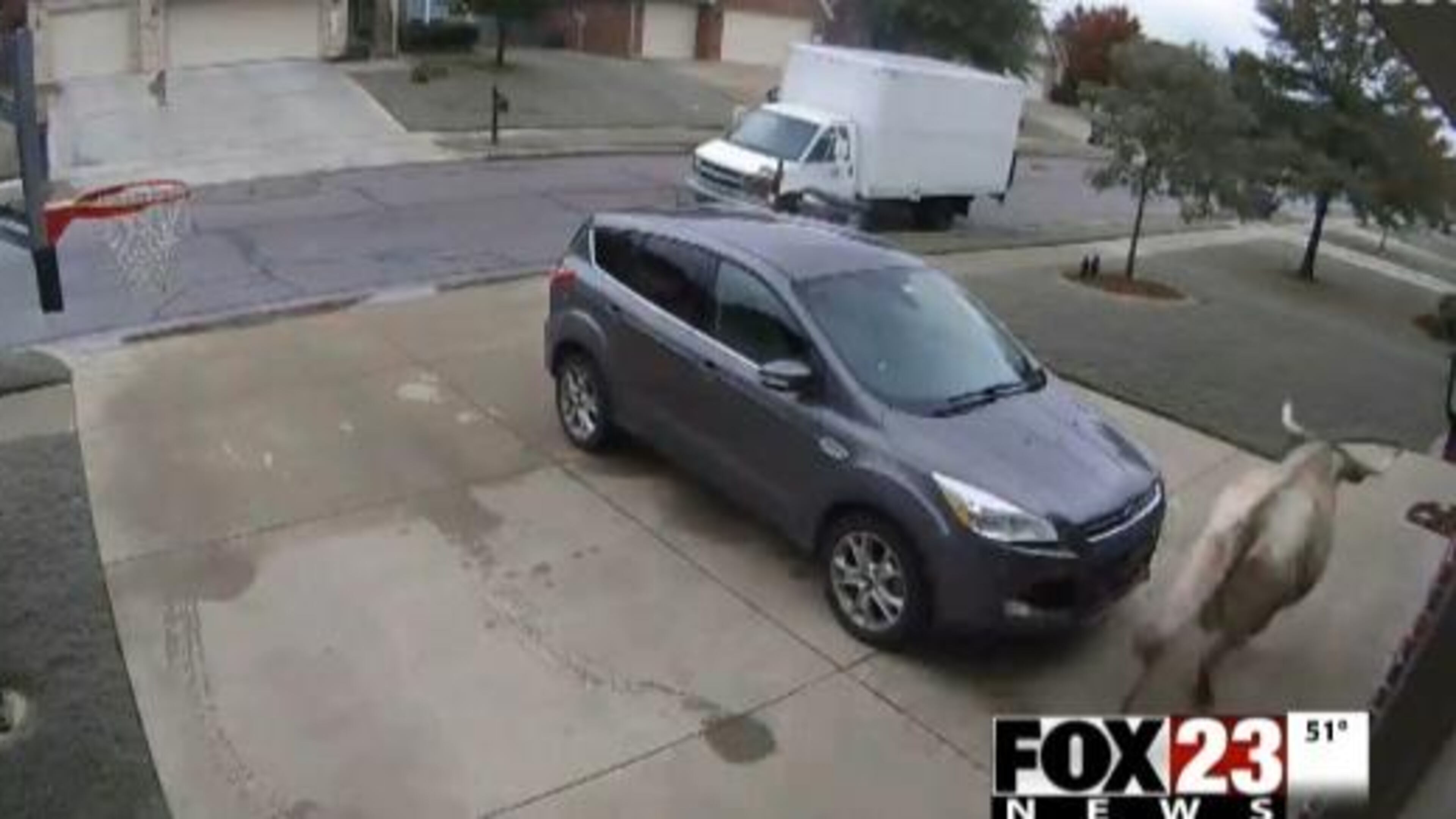 A long-horned cow was spotted Friday wandering through a neighborhood. (Photo: Screengrab via FOX23.com)