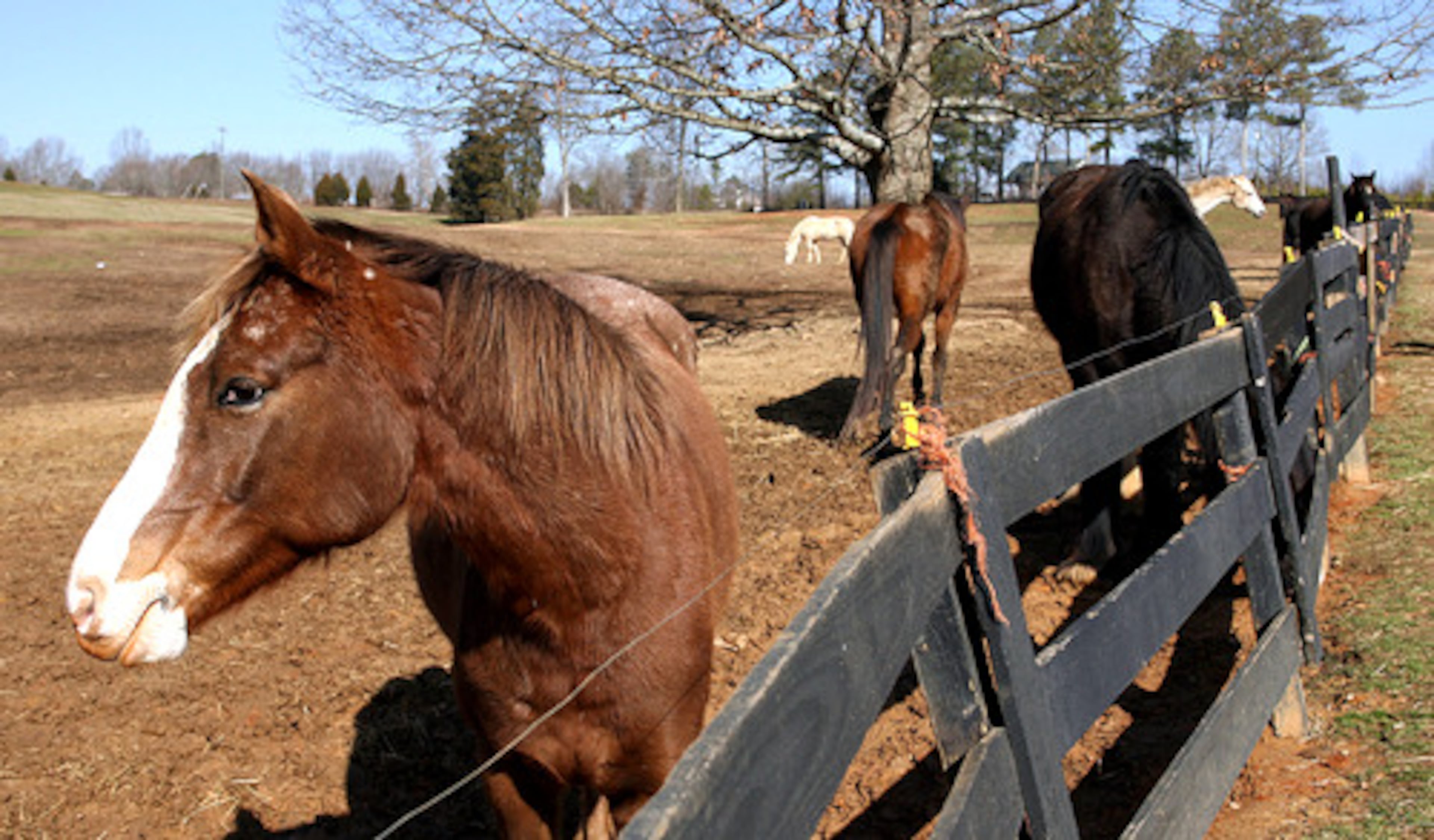 Sinking personal finances and a drought-induced doubling of the cost of hay and grain have prompted many horse owners to sell or give up their horses.