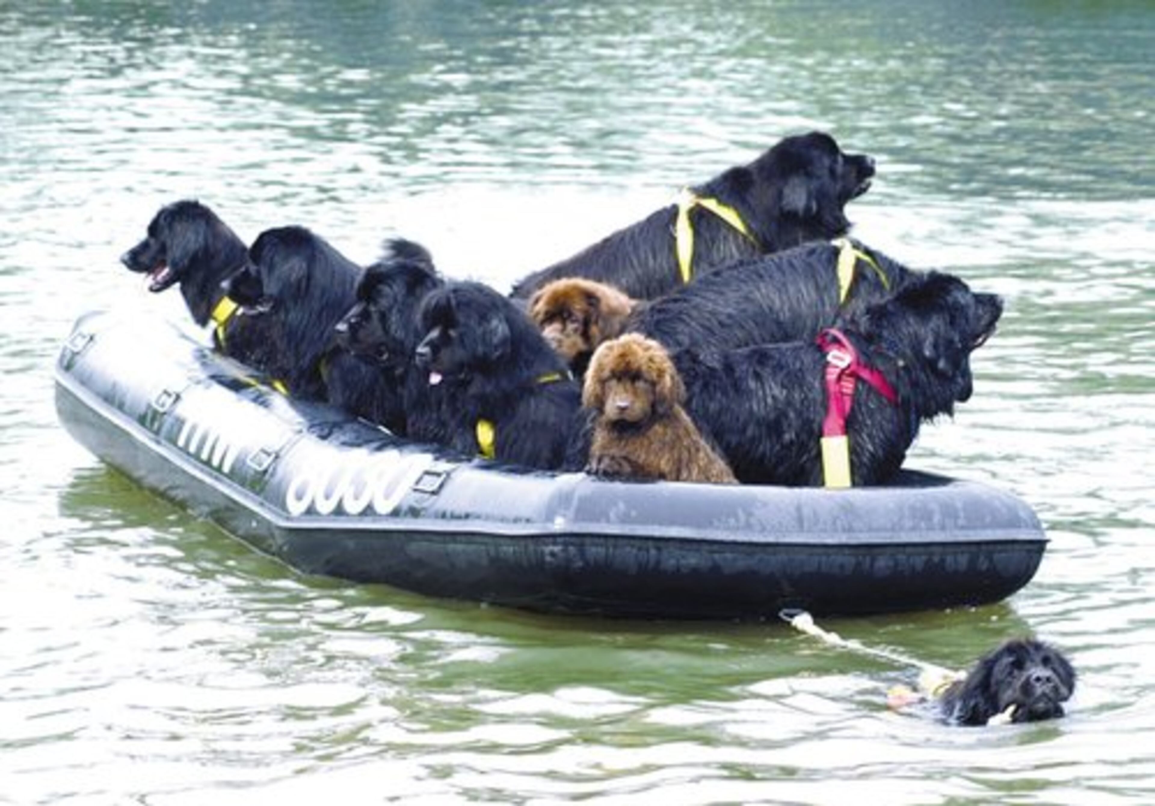 'Lifedogs' wear a harness or tow a buoy that victims can grab, or a raft they can sit on to be towed back to shore.
