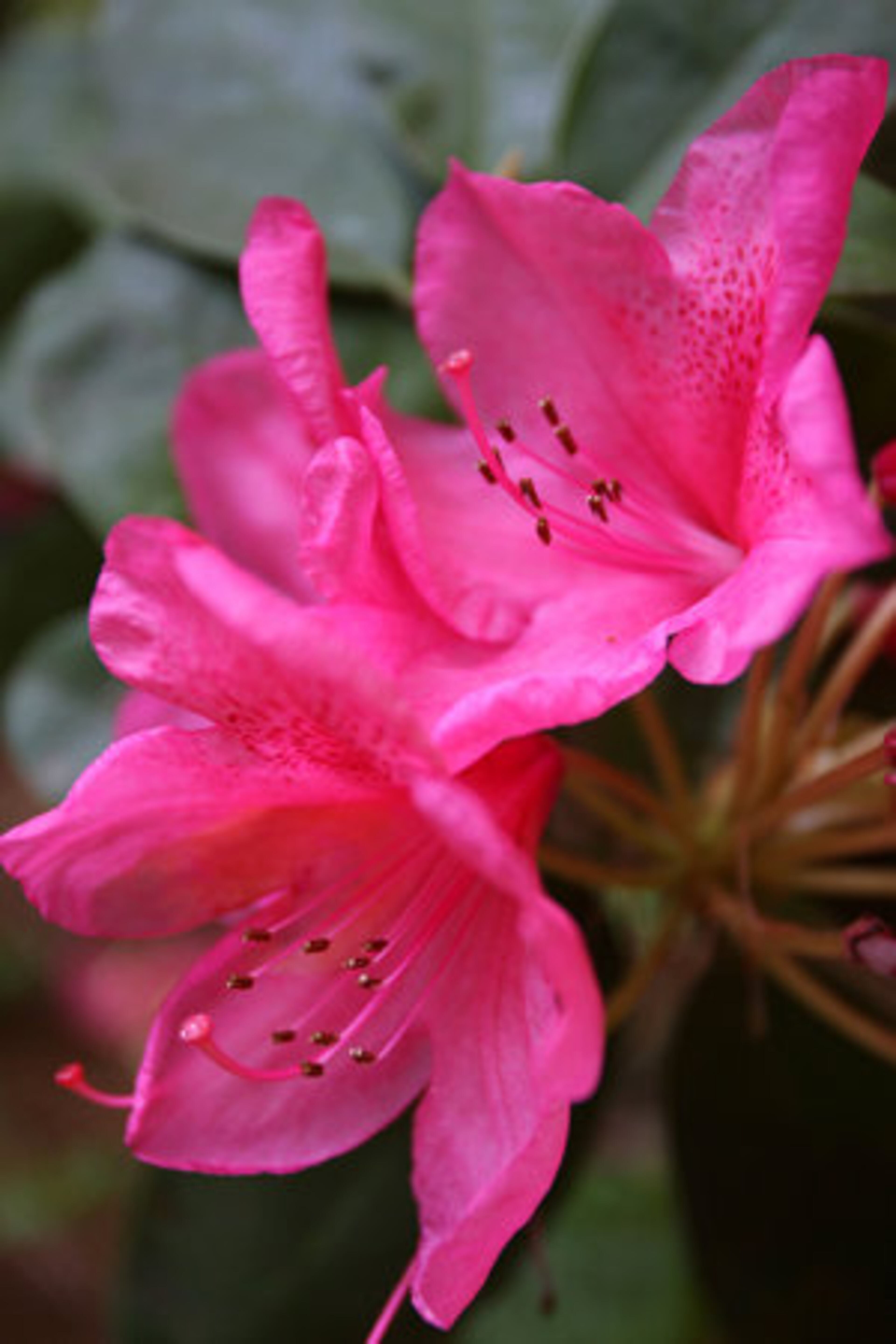 Masses of rhododendrons offer a vivid splash of color to the garden, which also offers an abundance of hydrangeas, azaleas, hostas and tall magnolias.