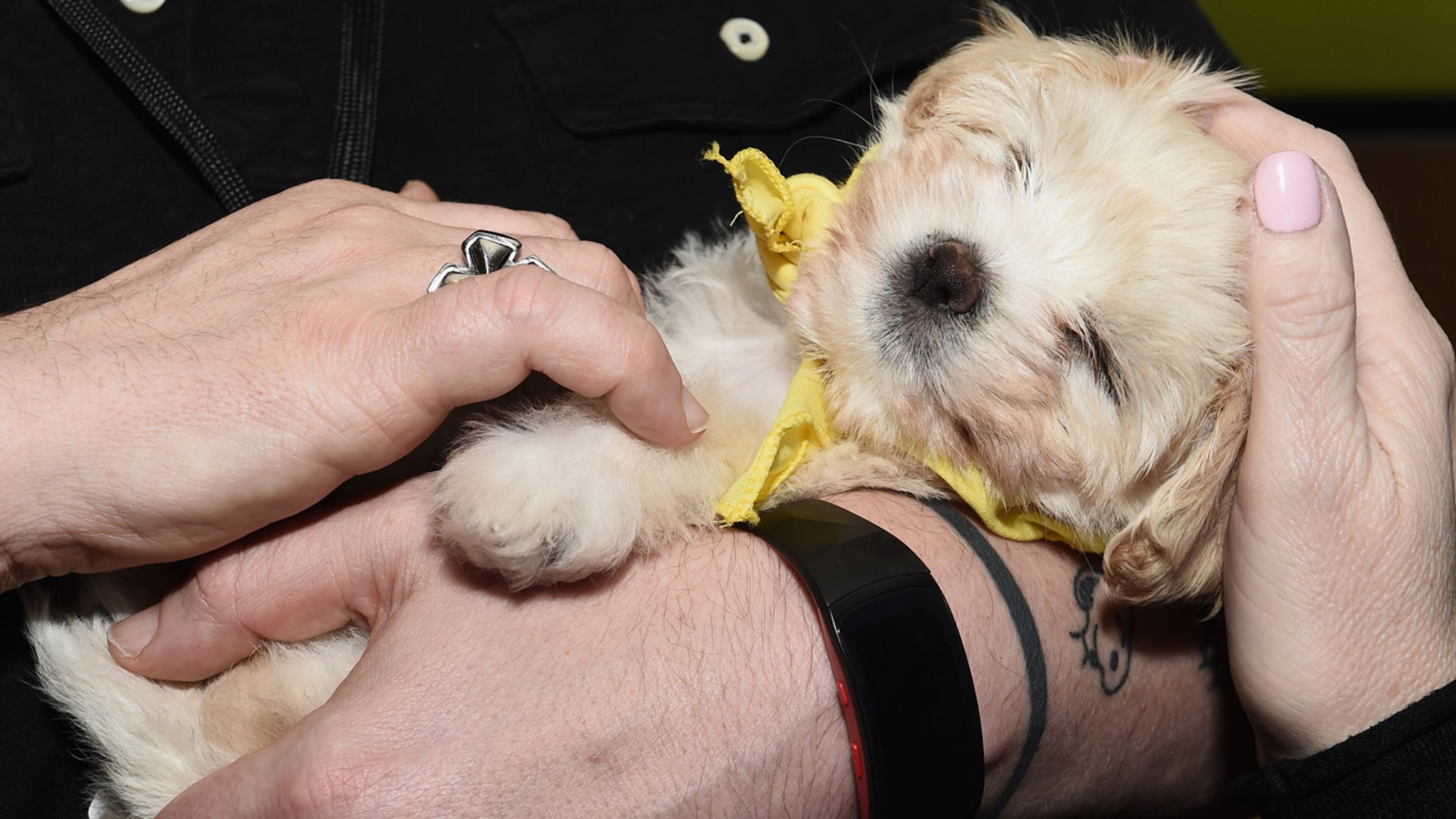 A Minnesota company is offering 'fur-ternity leave' for new fur parents.