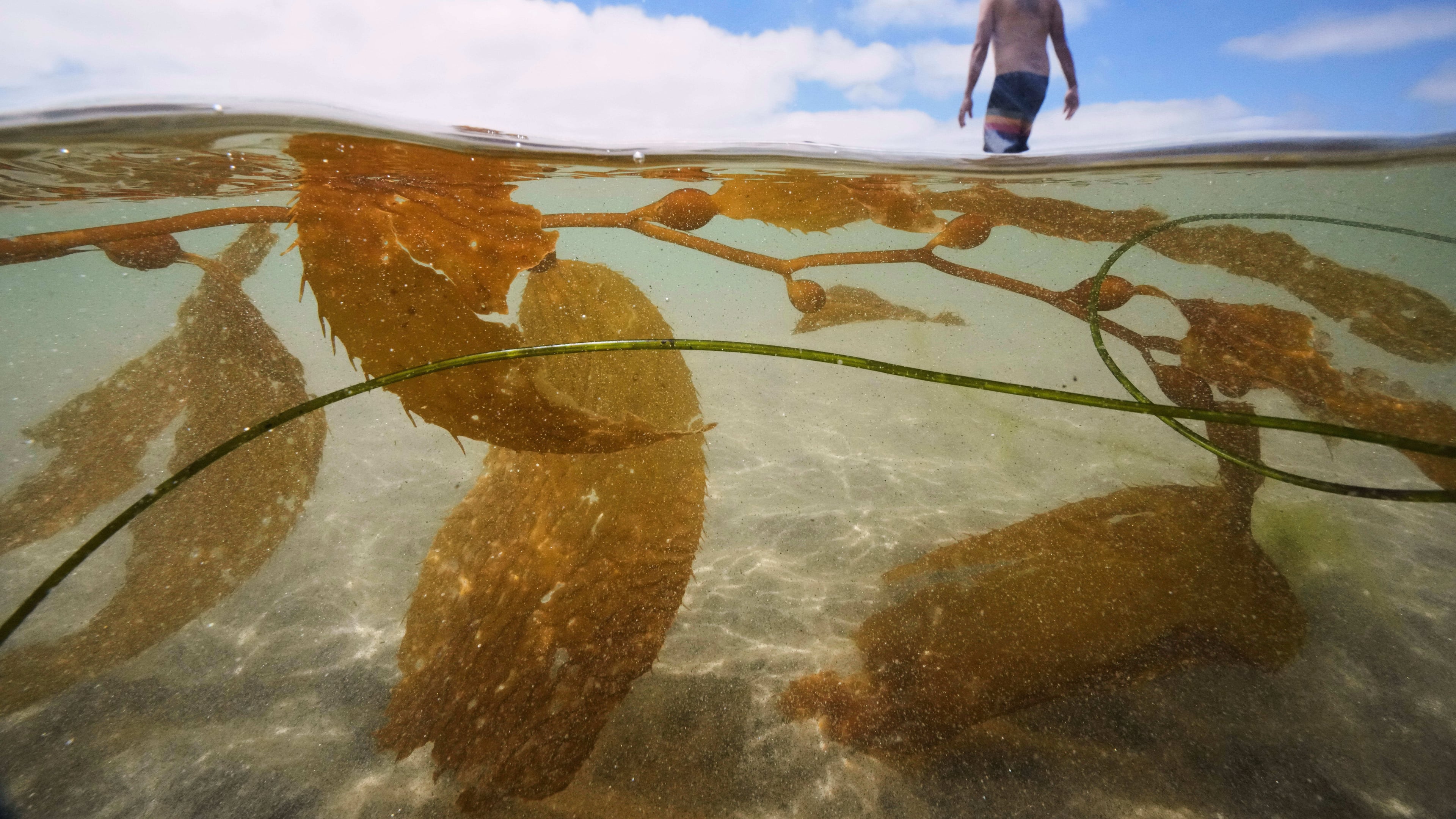 FILE- A man walks past kelp as he goes for a swim in the Pacific Ocean at La Jolla Shores, July 24, 2025, in San Diego. (AP Photo/Gregory Bull, File)