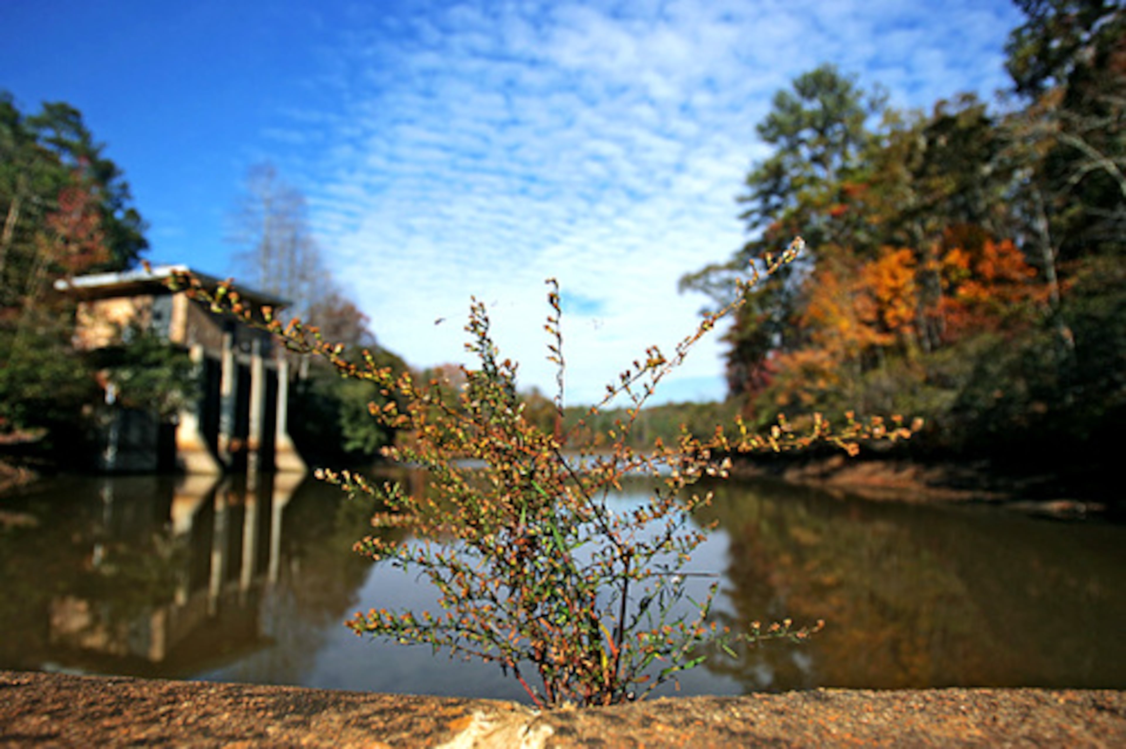 Vegetation pops up through cracks in the Dog River Reservoir dam, which is usually covered with water.