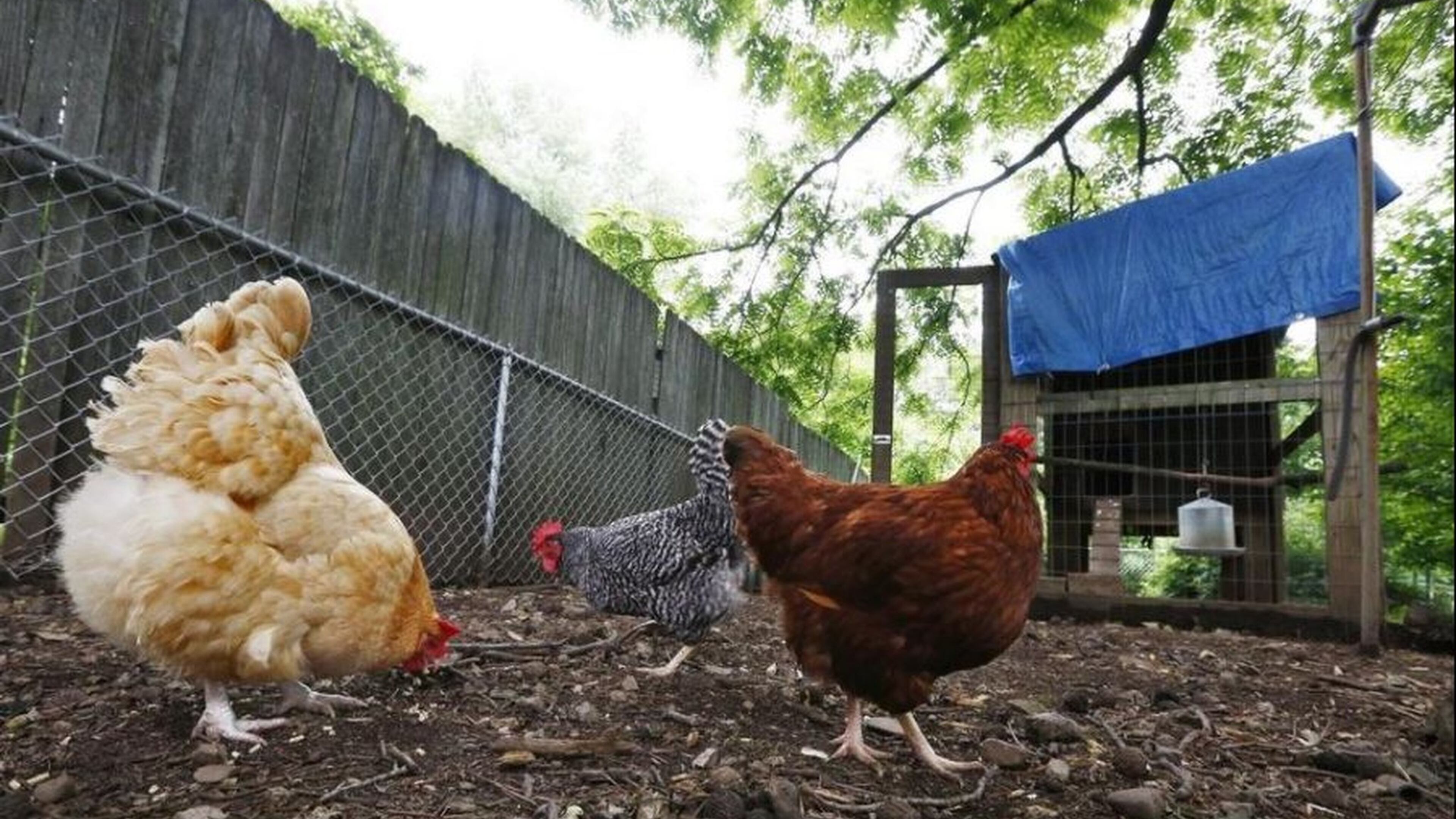 You can voice your opinion about backyard chickens in Peachtree Corners at an upcoming meeting.
