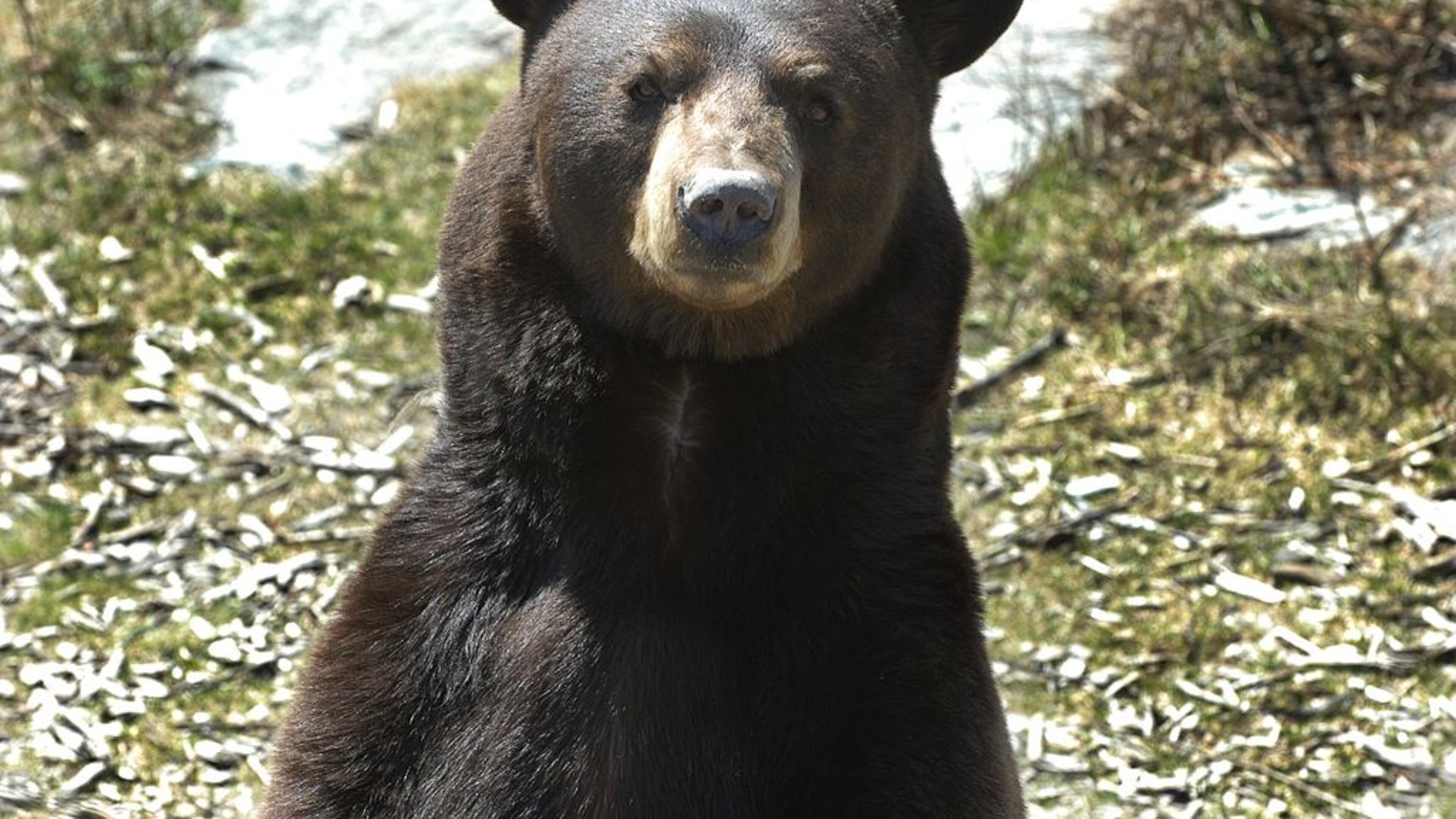 A black bear was spotted in a Duluth backyard eating from bird feeders.