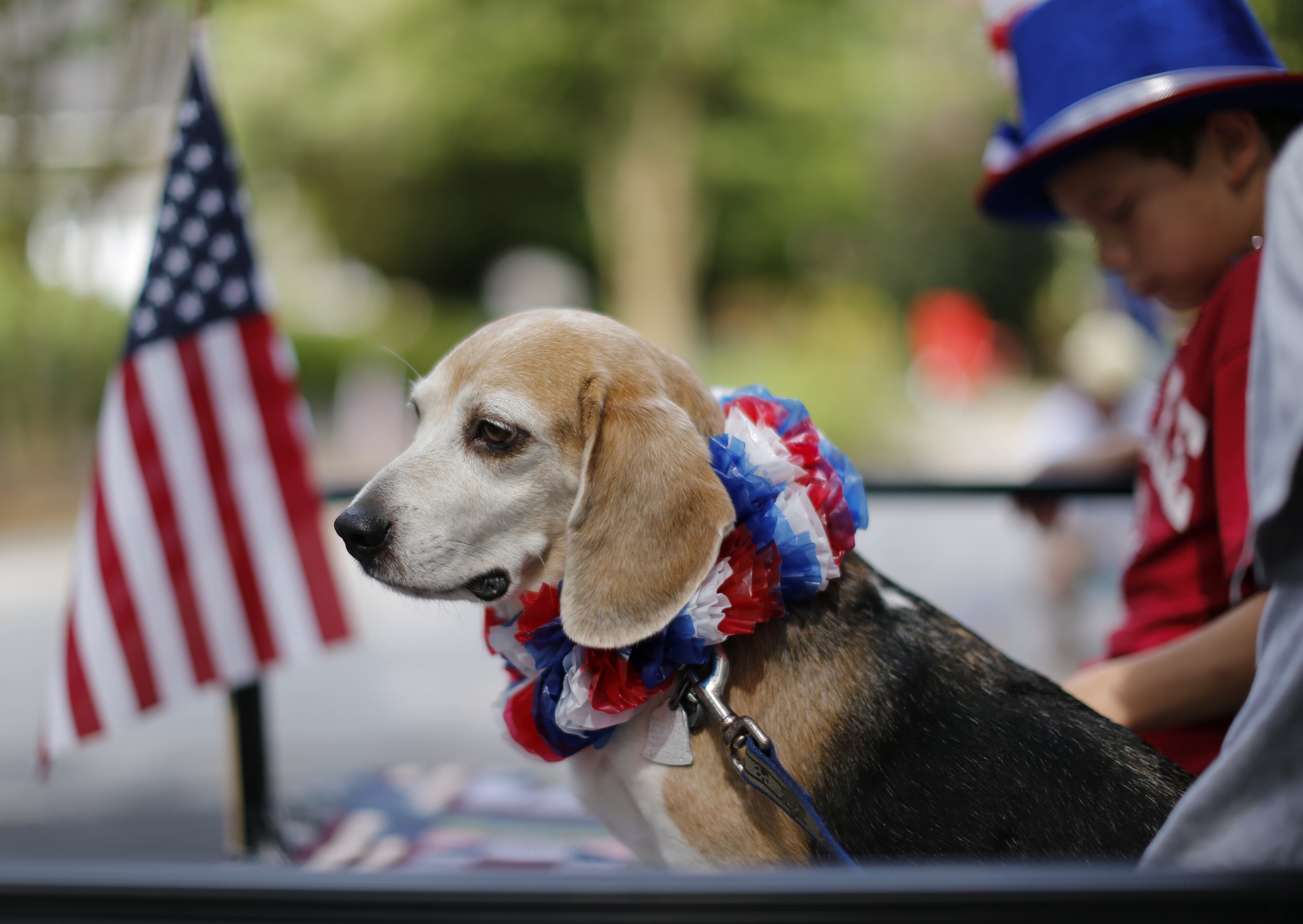 The Deutsch family's beagle participates in an Independence Day parade in Avondale Estates, Georgia, USA, 04 July 2014. The Fourth of July festivities mark the 238th year the United States broke away from Great Britain. Erik S. Lesser/European Pressphoto Agency