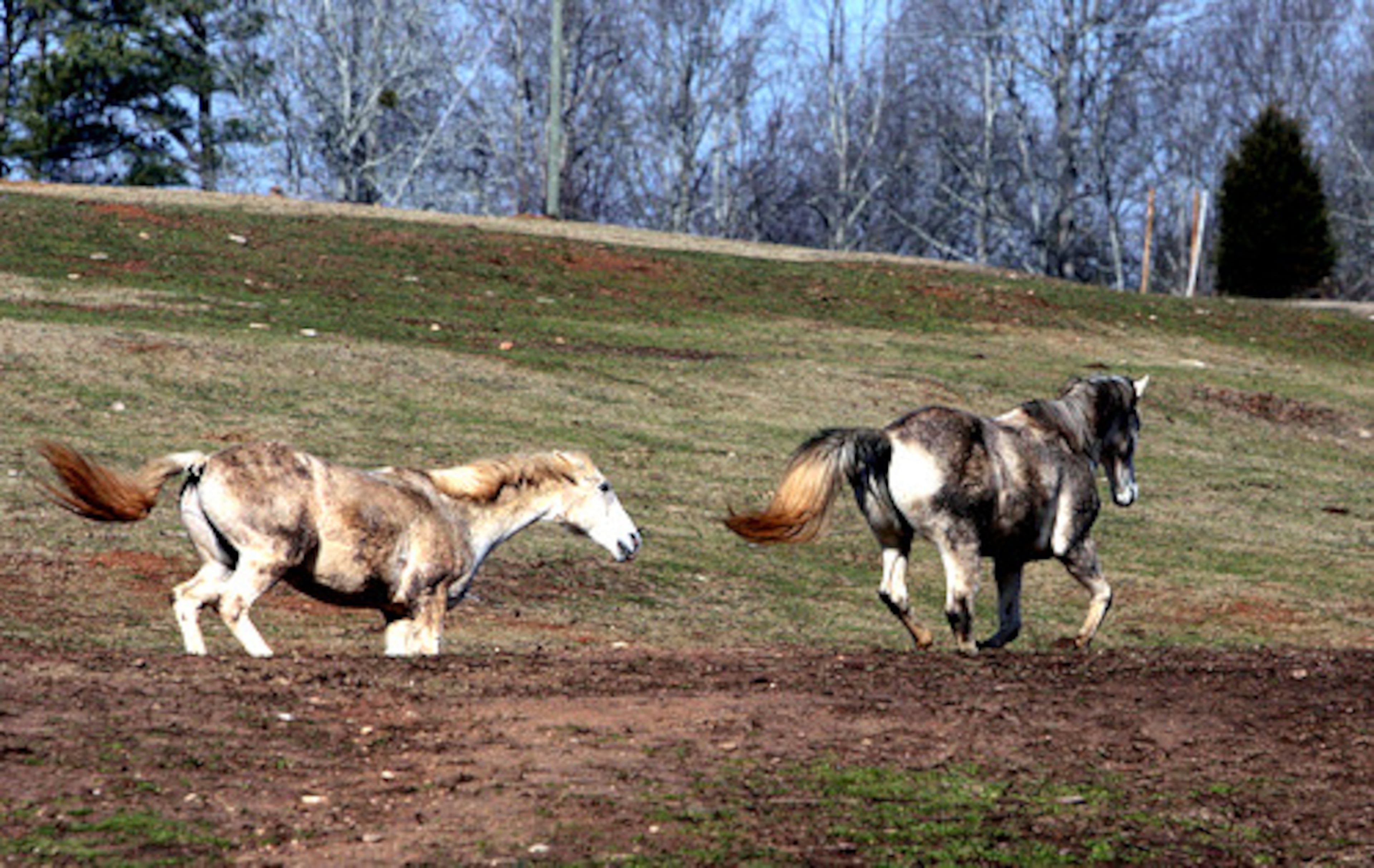 Flanagan takes in all kinds of horses, from former rodeo and summer camp horses to also-rans at the racetracks.