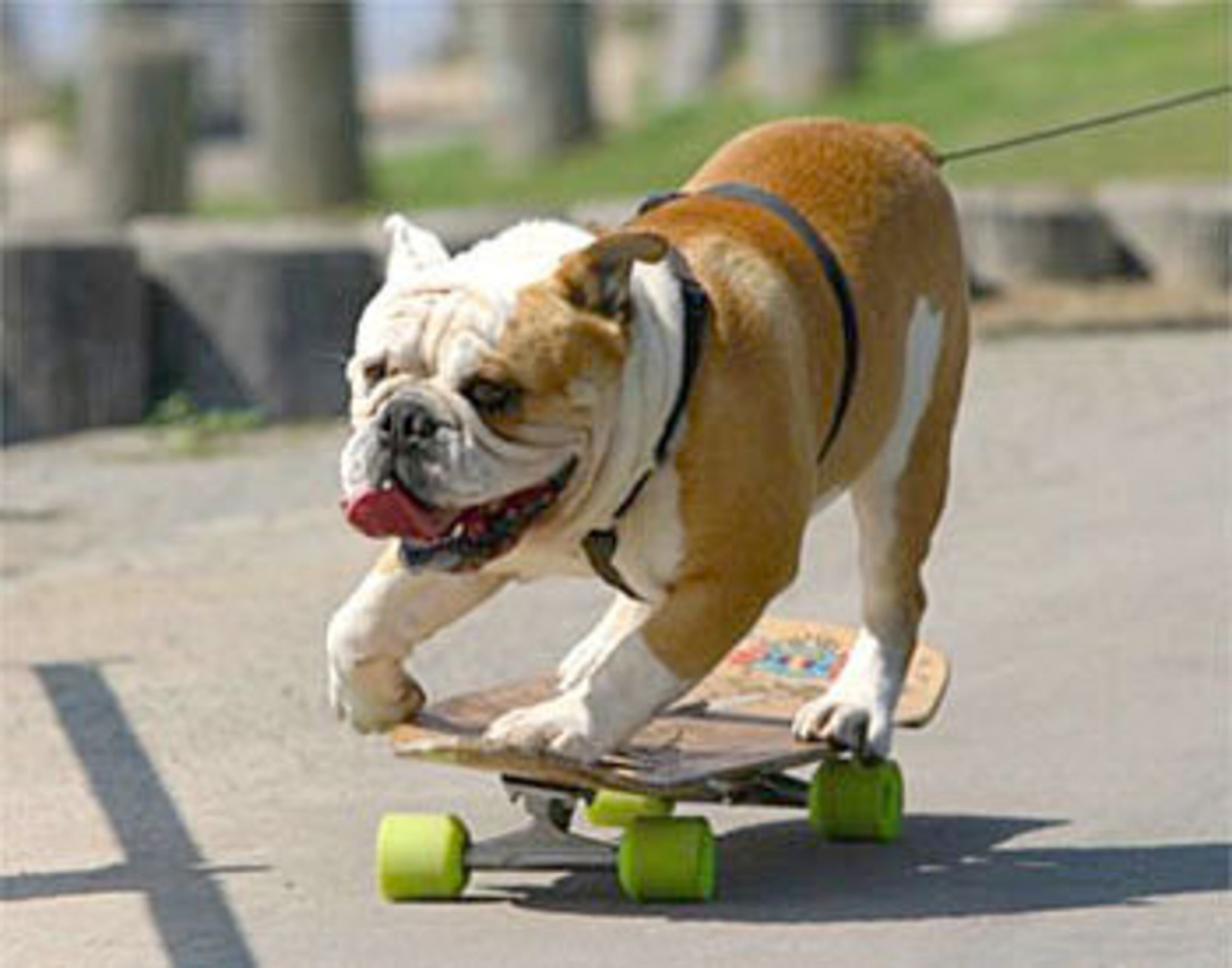 TYSON THE SKATEBOARDING BULLDOG: This sporty canine has been skateboarding ever since he was a 1-year-old puppy in 2002. All it took was one session in his backyard for Tyson to amaze his owners with his natural talent. His skills have been featured in TV shows all over the world and in movies like, "Lords of Dogtown" and "Undiscovered." He even served as inspiration to another famous bulldog: Meaty.