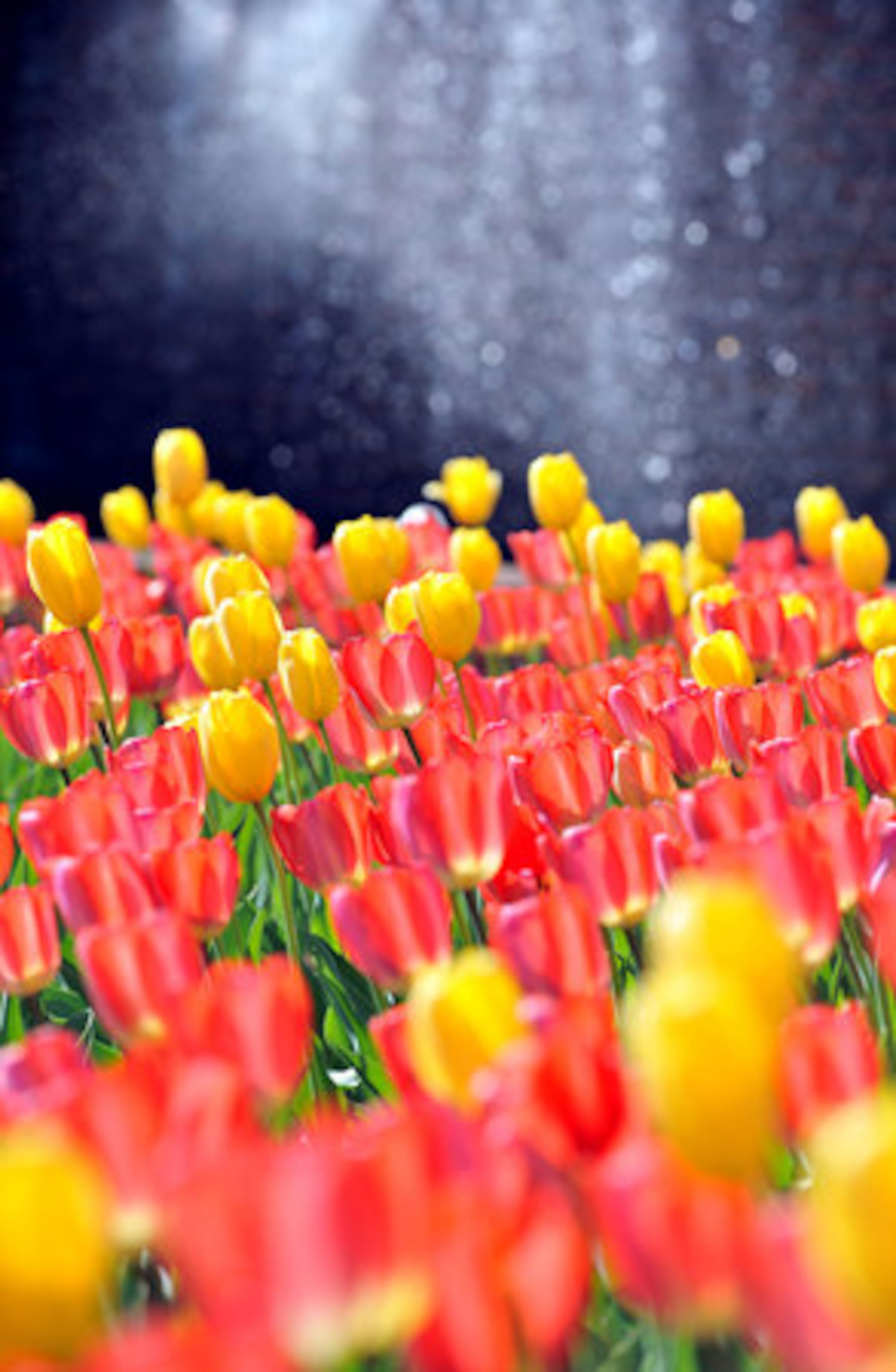 In all, 70,000 tulips are springing up at the Botanical Garden.