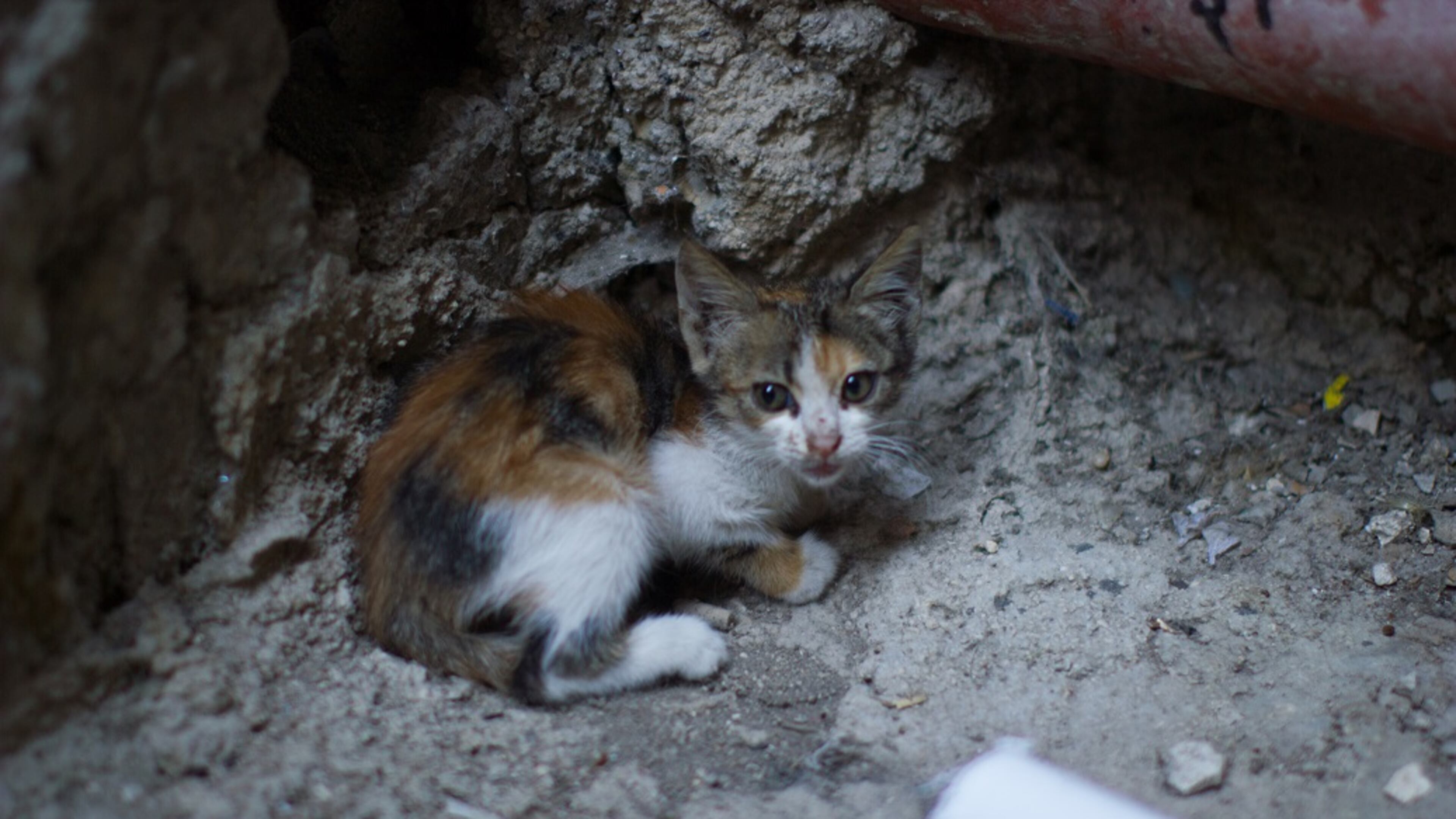 Georgia health officials warn Forsyth residents to stay away from feral cats.