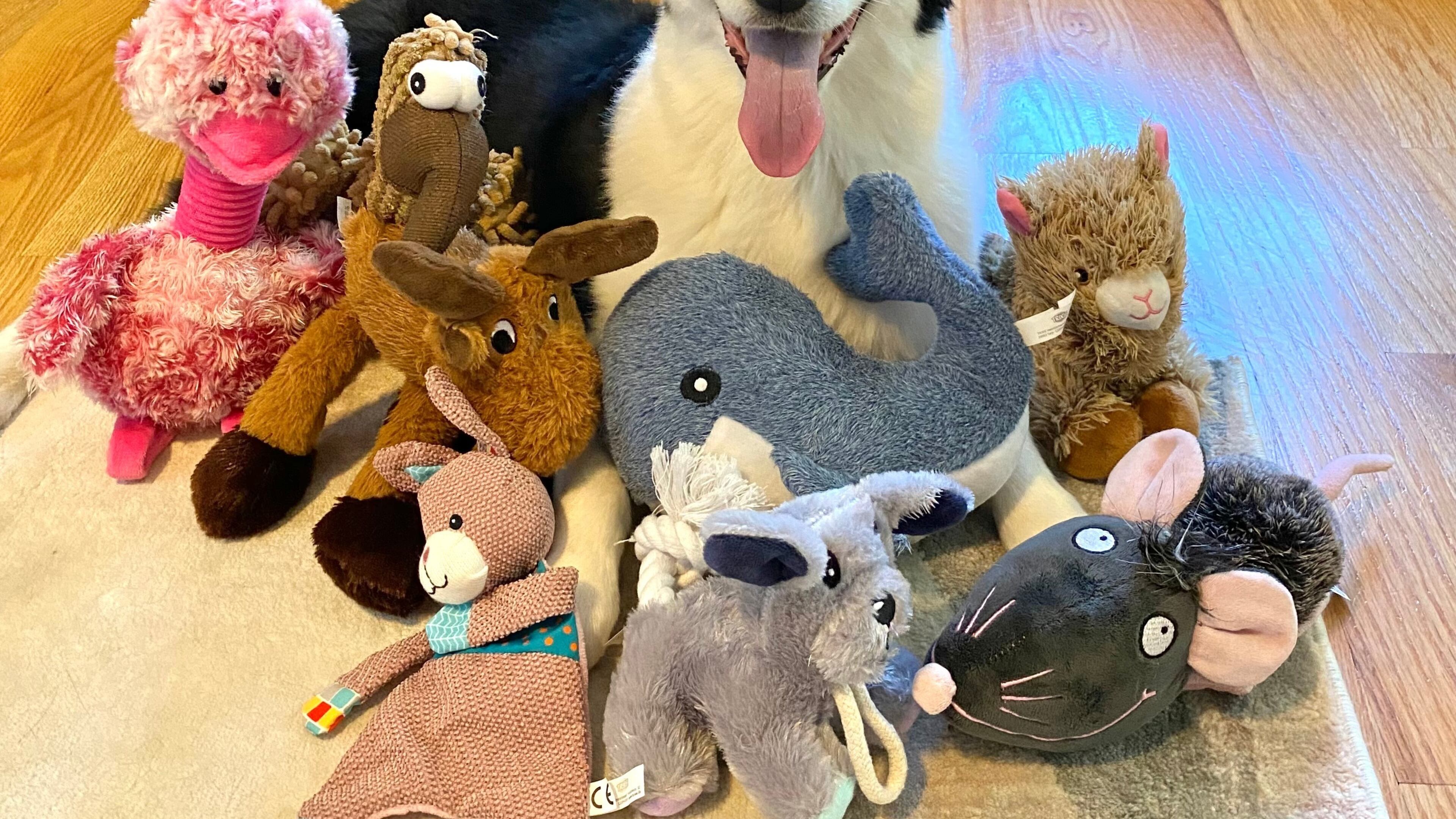 This 2022 image provided by Shany Dror shows a dog named Mugsy in Massachusetts, who has learned the names of many of her toys. (Francine Hannan/Shany Dror via AP)