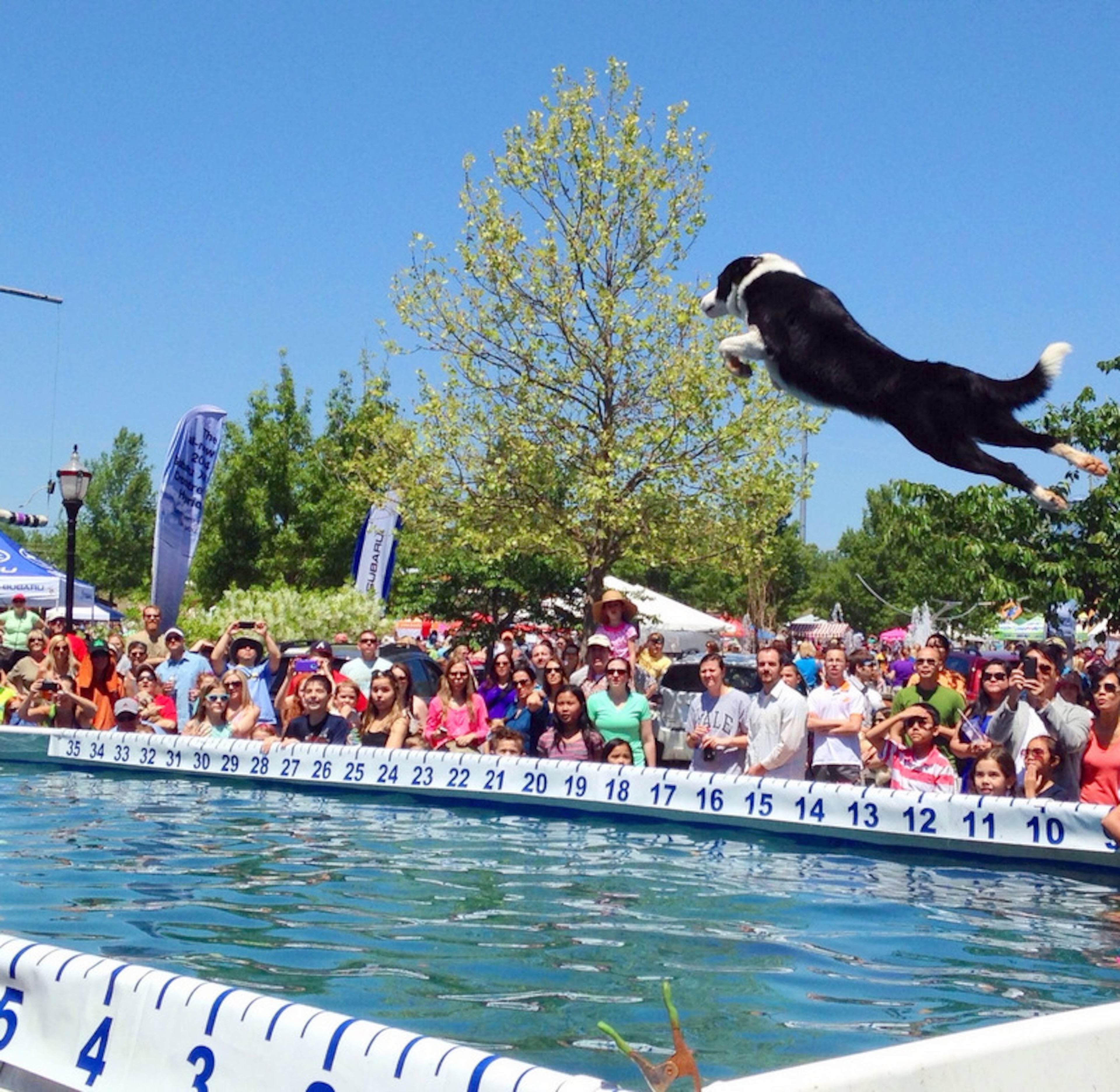 Woofstock, noon to 7 p.m. today, Town Center Park at Lawrenceville-Suwanee Road and Buford Highway, Suwanee with canine Frisbee and dock-diving demonstrations, dog contests, musical performances by Andy Grammer and food trucks. Free admission. Suwanee.com. City of Suwanee