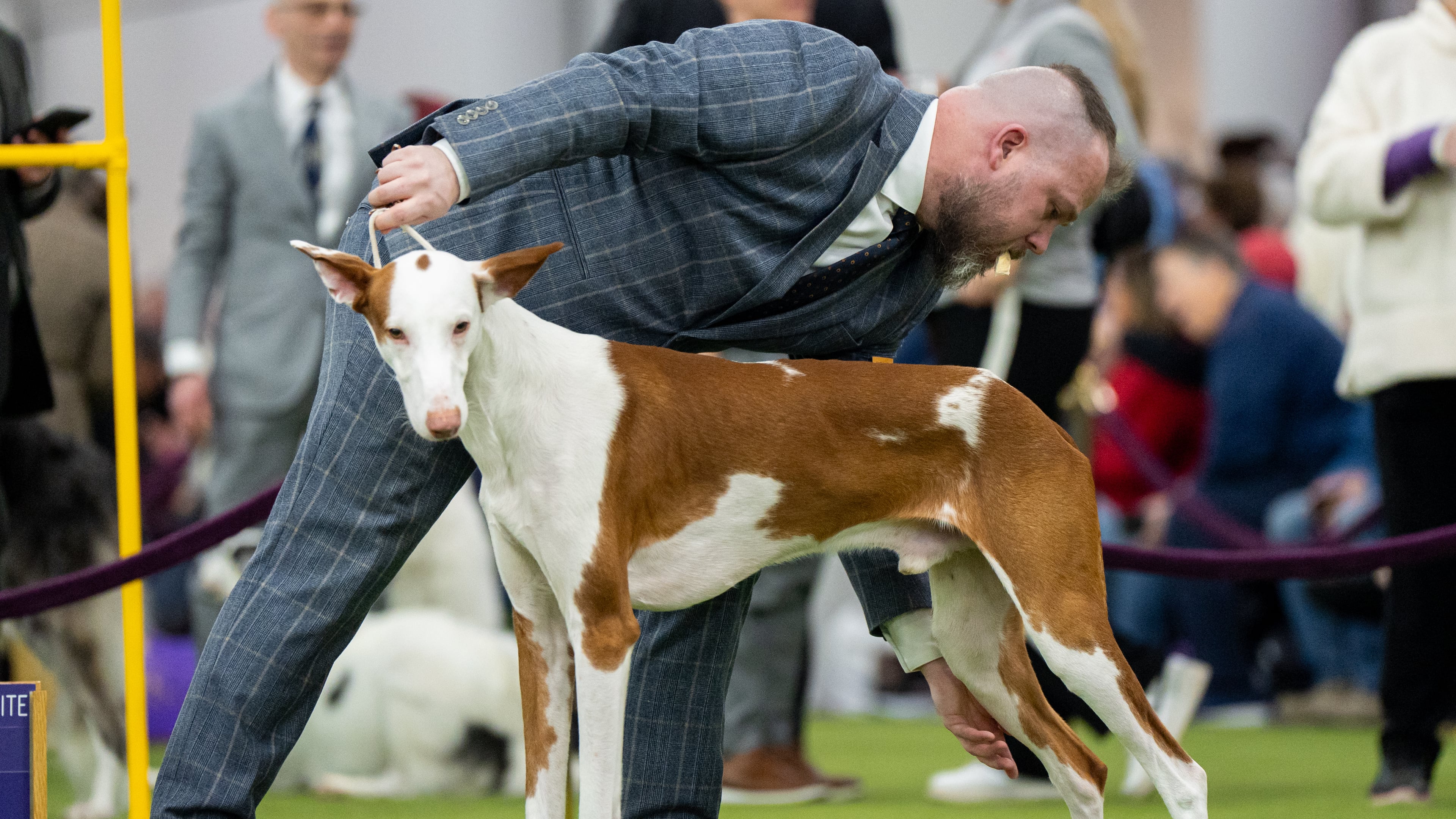 A handler with a dog treat in his mouth adjusts his Ibizan hound's stance at the 150th Westminster Kennel Club Dog Show, Monday, Feb. 2, 2026, in New York. (AP Photo/Angelina Katsanis)