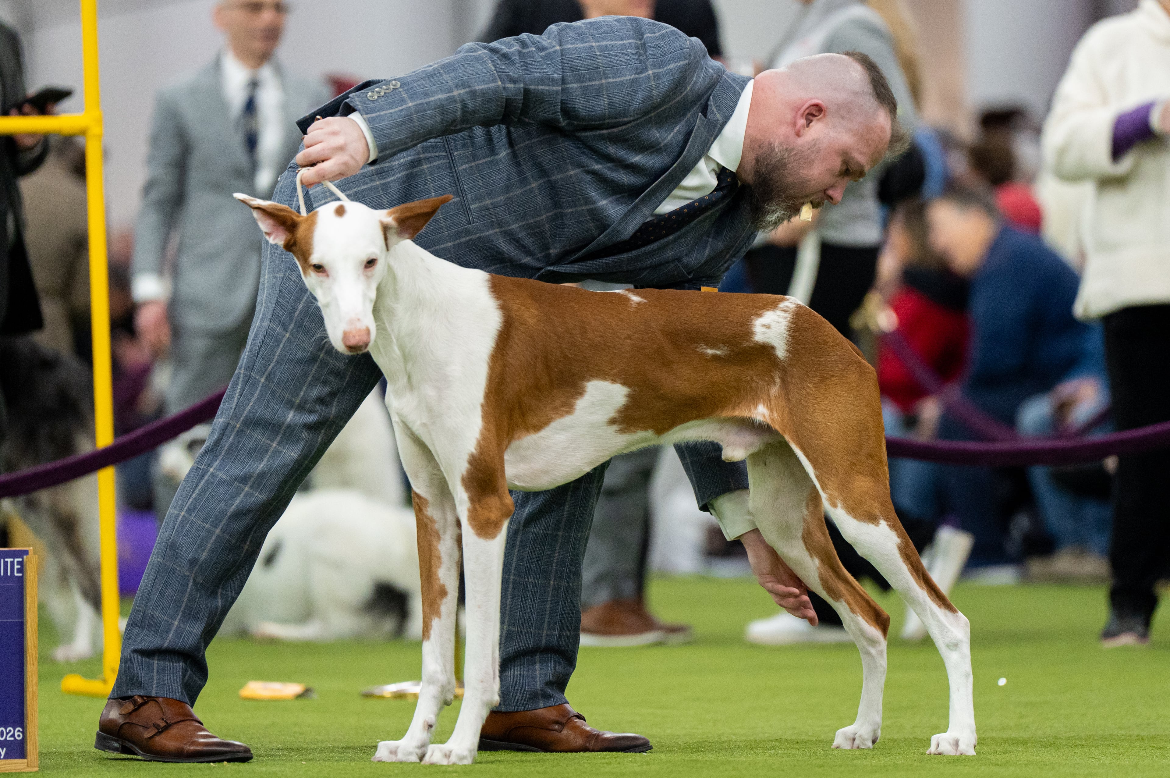 Westminster Dog Show