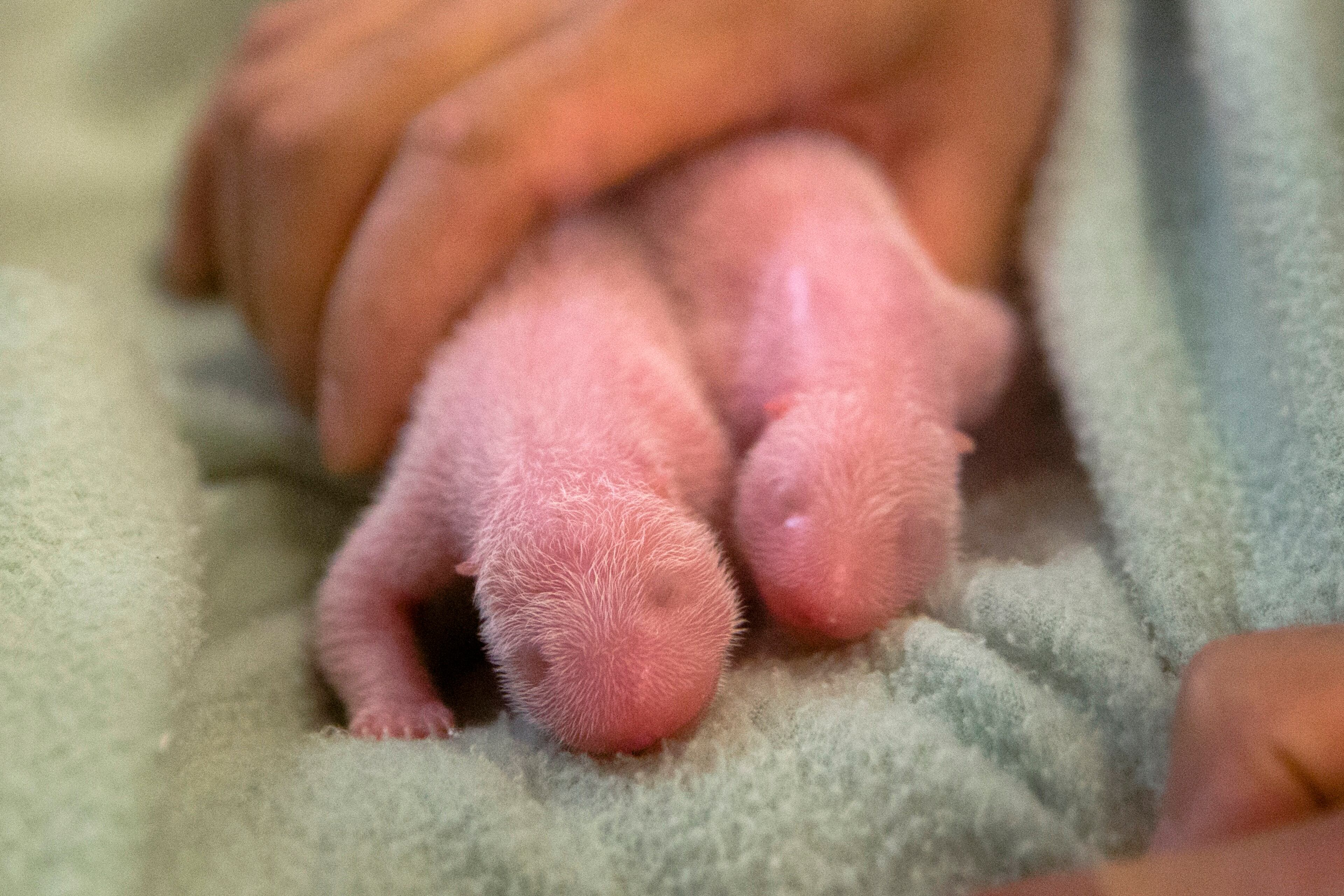 It's all right panda babies -- you'll look adorable once you have some fur. (AP Photo/Zoo Atlanta, Adam K. Thompson)
