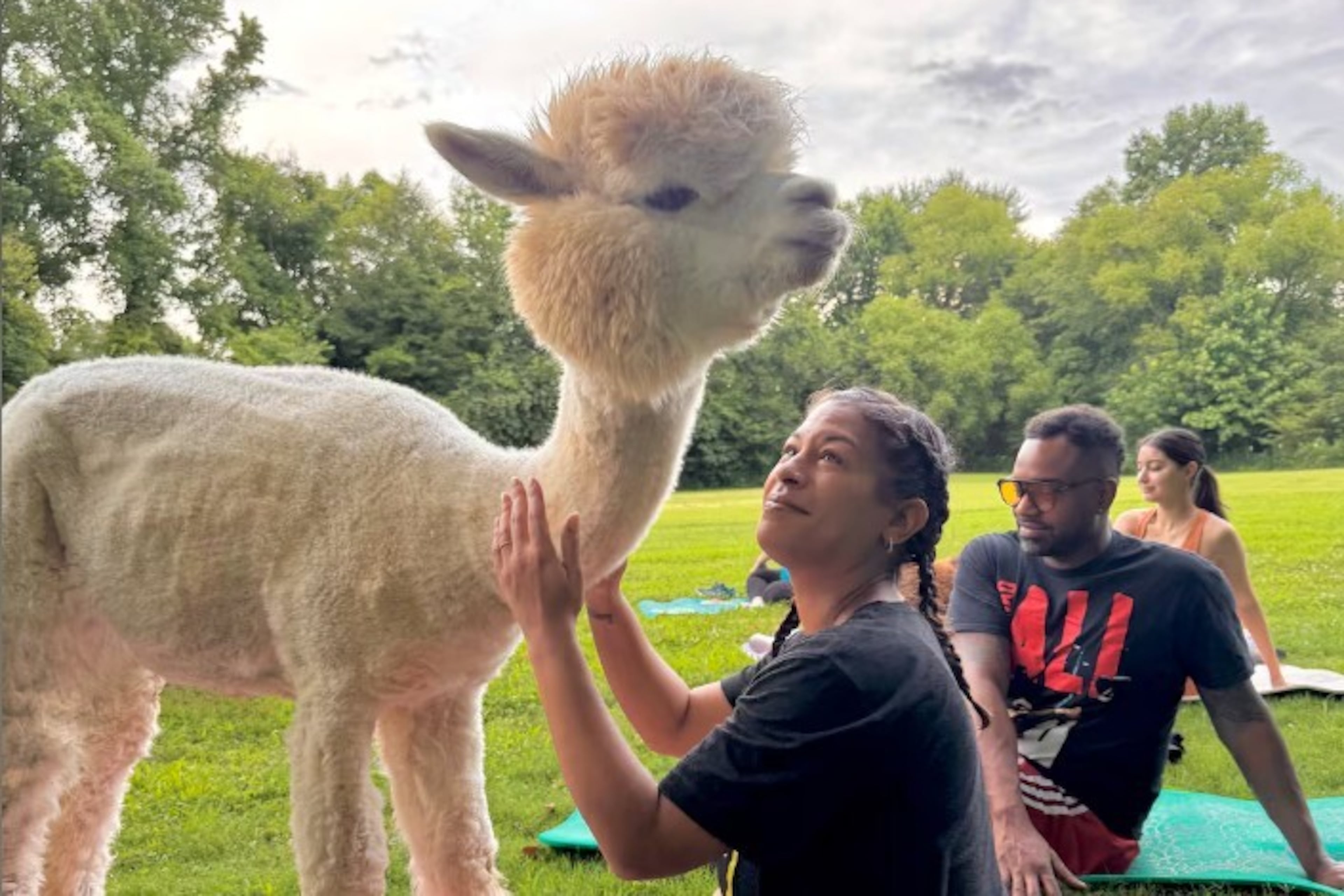 Hang out with alpacas while practicing yoga at Lost Mountain Alpaca Ranch in Powder Springs. (Courtesy of Lost Mountain Alpaca Ranch)