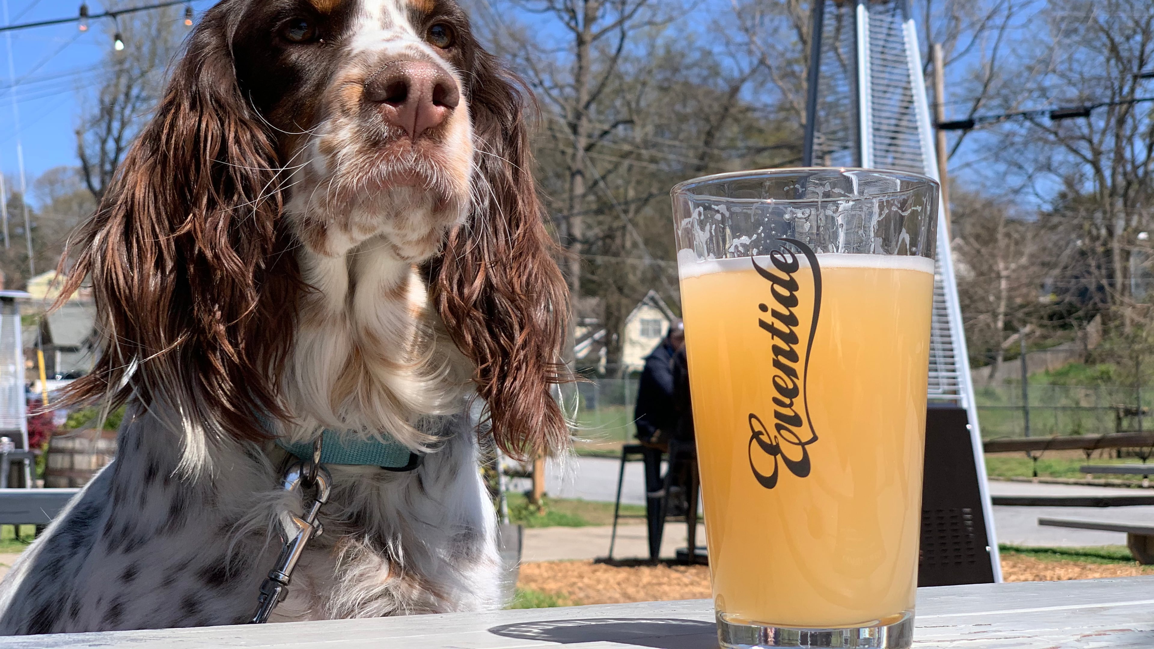 Celebrate International Dog Day at Eventide to help local shelter dogs.