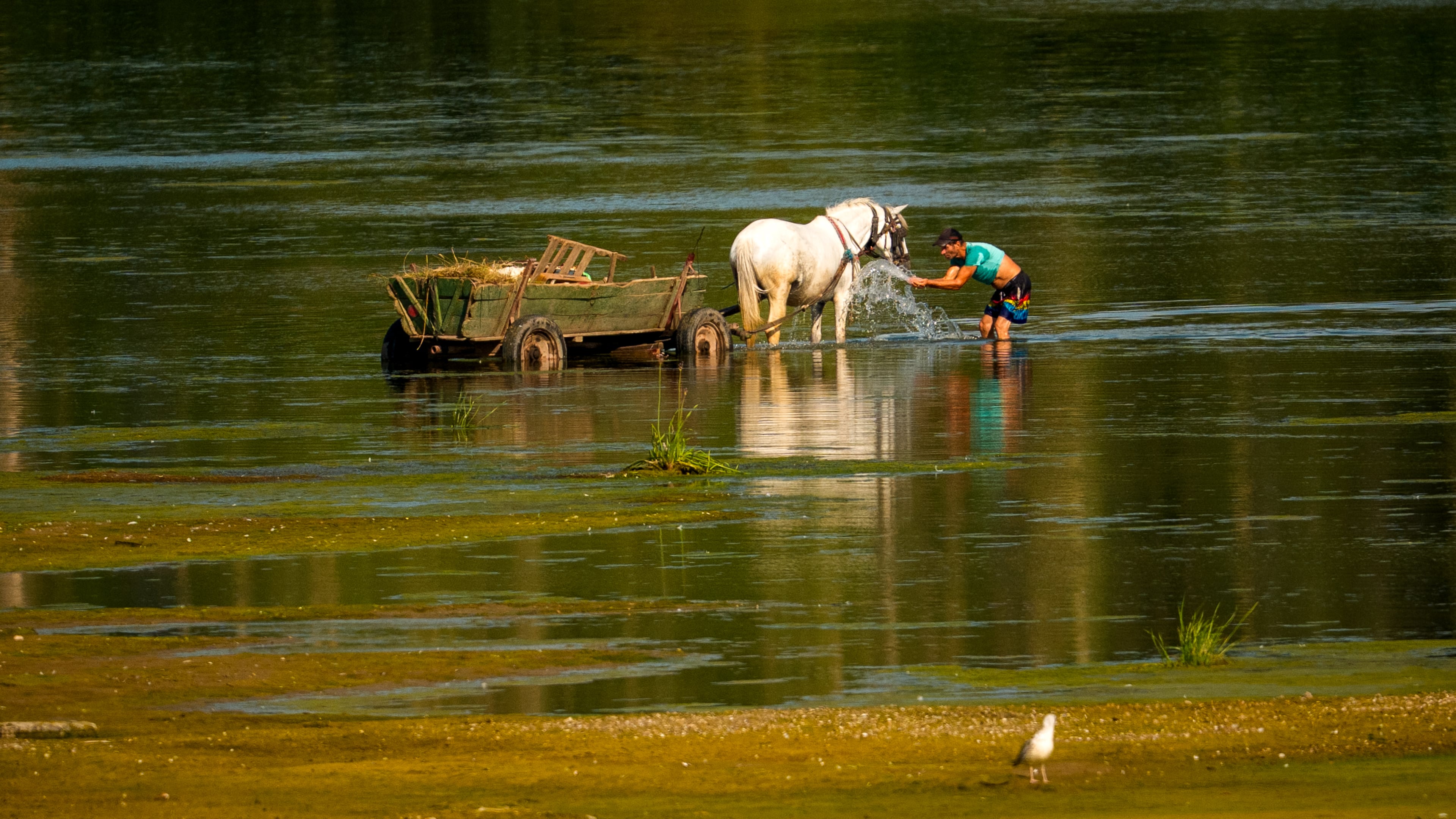 A man splashes water on a horse to cool it off next to a bank of sand on the Danube River, as usually submerged areas are exposed due to extreme low levels of the water following an extended period of drought in Roseti, Romania, Wednesday, July 29, 2026. (AP Photo/Andreea Alexandru)