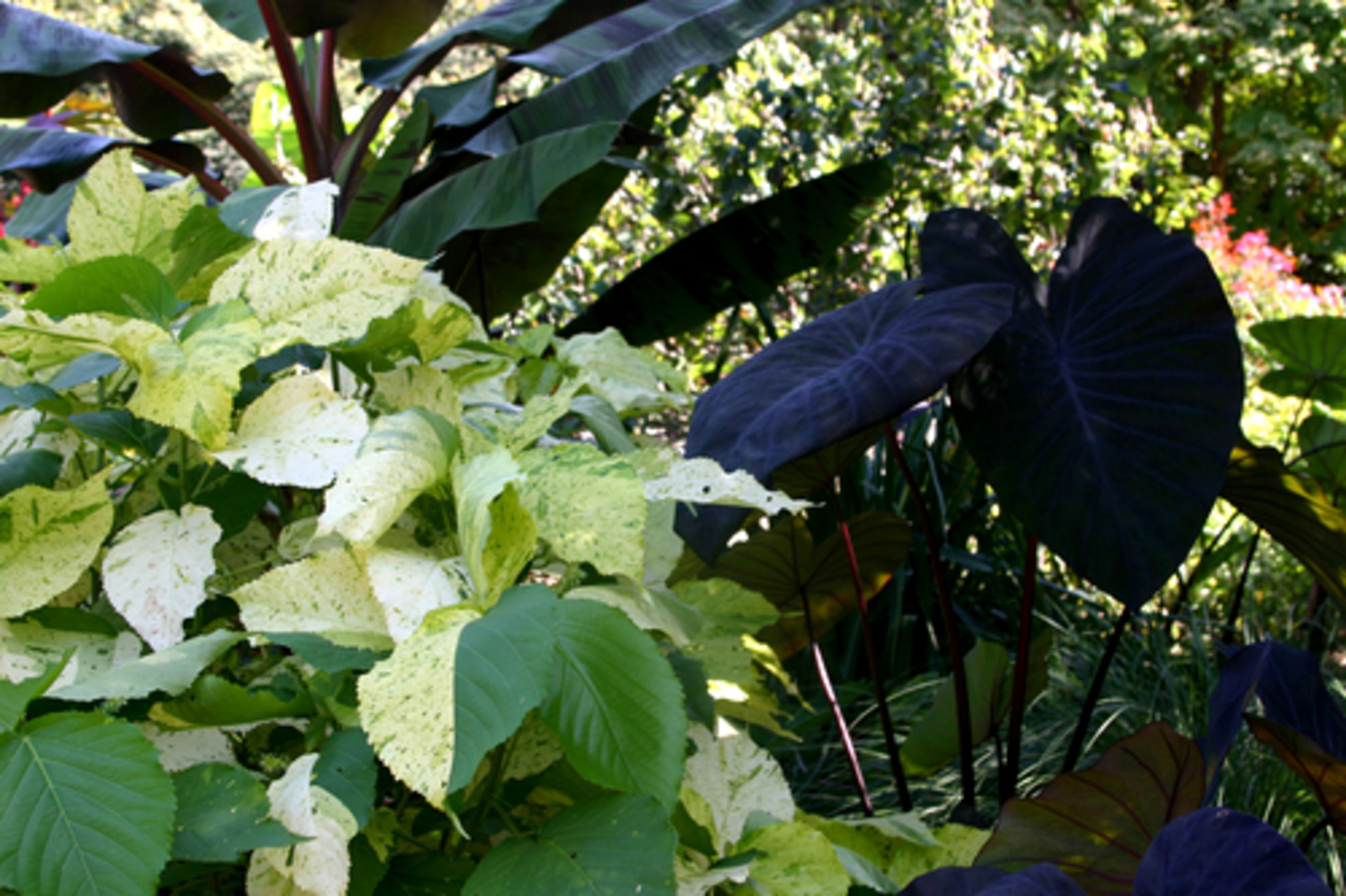 Acalphya 'Green and Gold' and Colocasia 'Jet Black Wonder' make a striking combination.