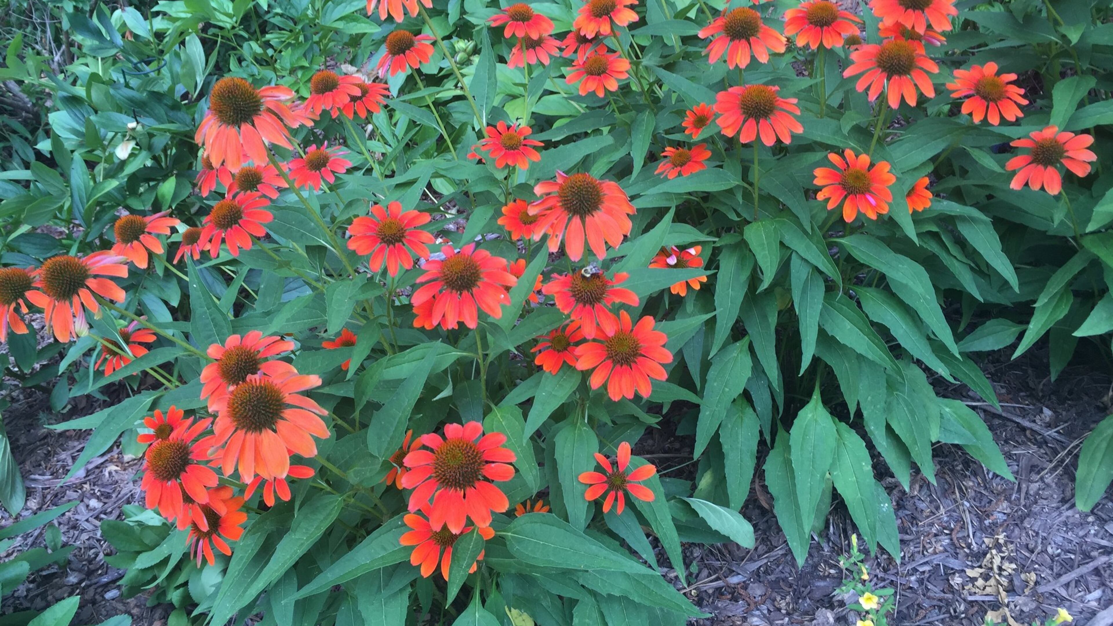 Newer cultivars of coneflower may not be as “perennial” as claimed. WALTER REEVES