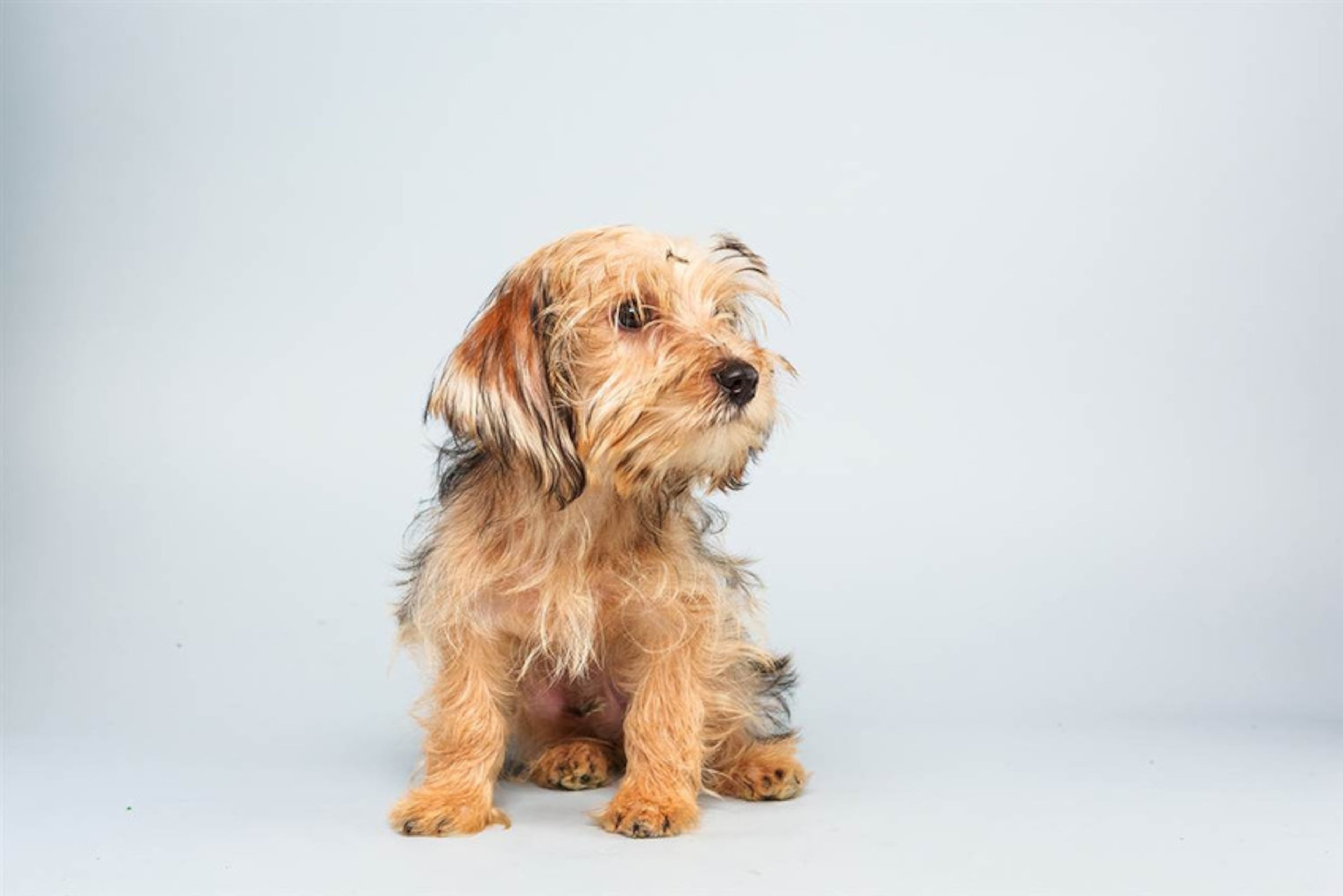 Sparky, Yorkshire Terrier, 16 weeks. Fun fact: Hopes to spend his summers playing volleyball on Manhattan Beach.