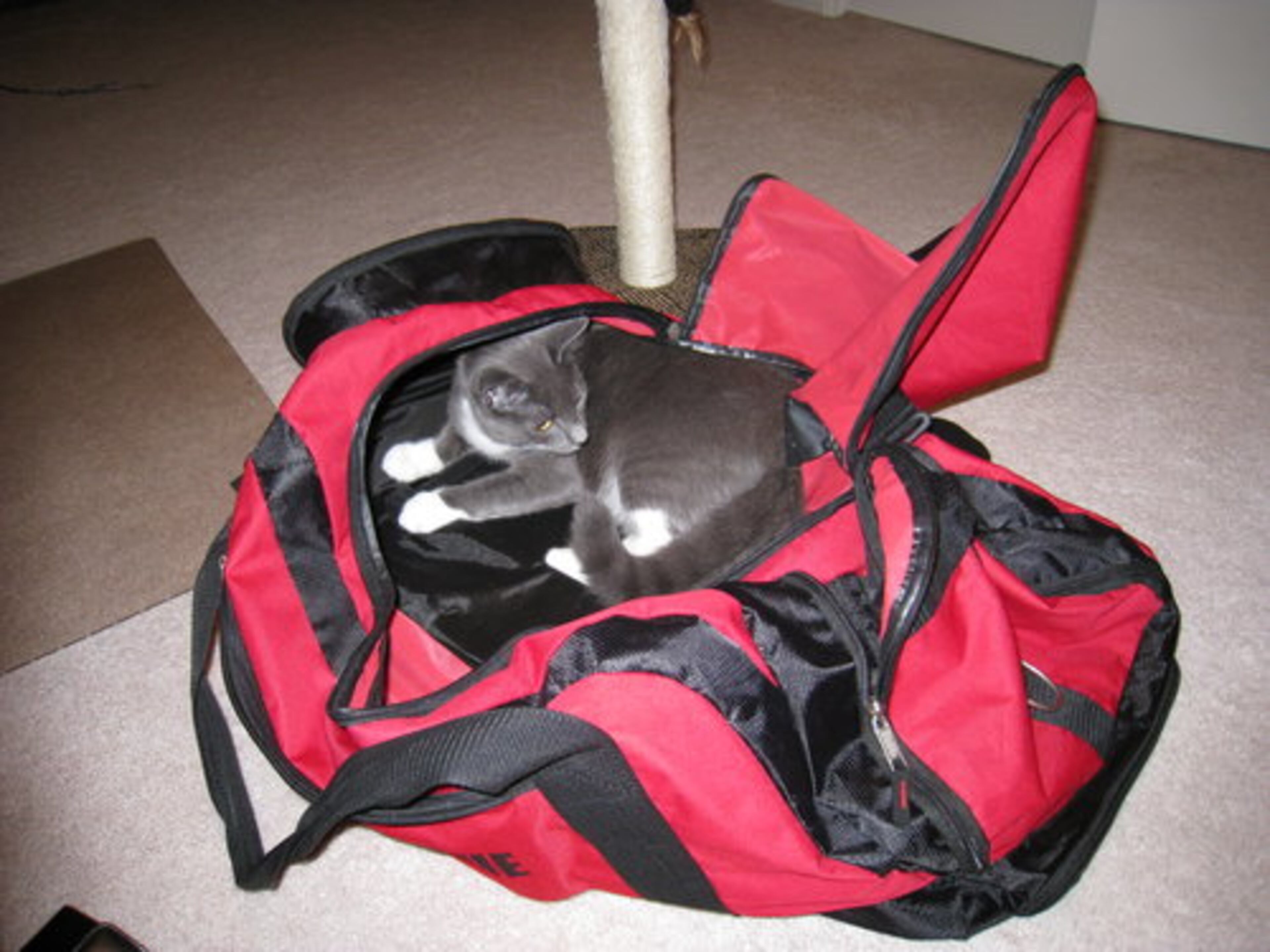 Here's the latest installment of Atlanta's sneaky cats. McLaren kicks things off. Clearly this cat needs a vacation!