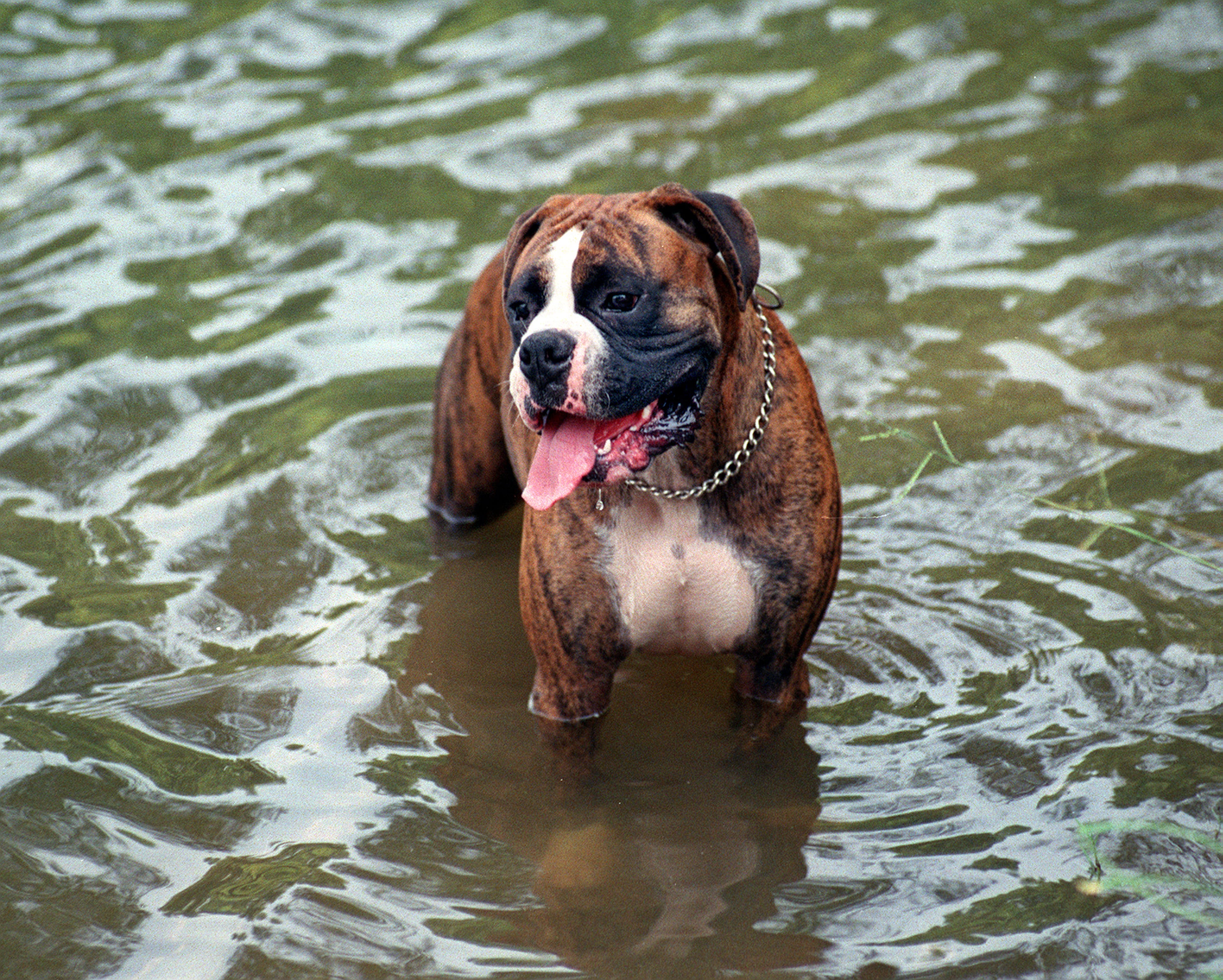 July 7, 1999, was a hot, hot day in Atlanta. Rico, a boxer belonging to Noah Westwood of Atlanta took refuge in the lake at Piedmont Park while out on a walk with his owner.