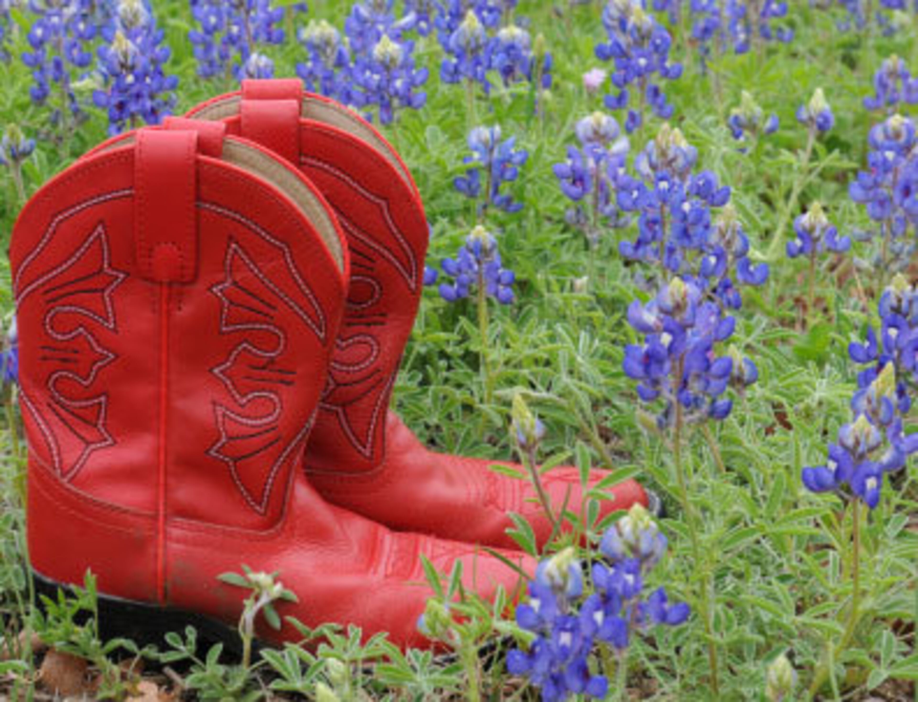 Texas is known for its gorgeous fields of bluebonnets, which happens to be the official state flower. The flowers begin blooming in late March and many continue blooming throughout the summer. Many small Texas towns host festivals in honor of the blooms. On April 24, Texas celebrates State Wildflower Day. One of the best ways to enjoy the blooms is by following a bluebonnet trail, scenic driving routes that offer vistas of floral beauty.