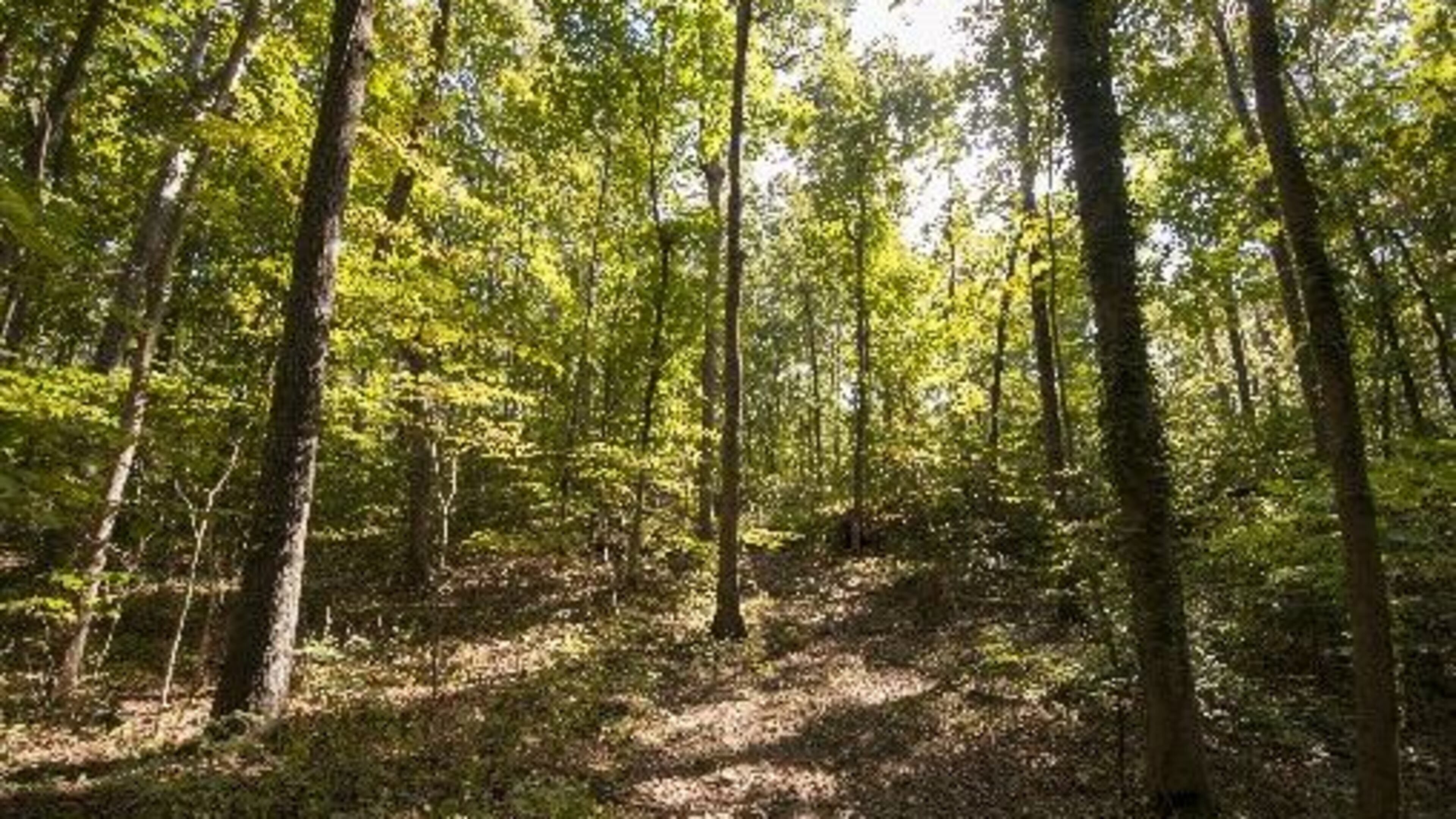 Wylene Tritt’s property spans a quarter mile deep into the woods in Marietta, Georgia, on Monday, October 3, 2016. Tritt is trying to sell her land to Cobb County as a historic park so it can be enjoyed by future generations. (DAVID BARNES / DAVID.BARNES@AJC.COM)