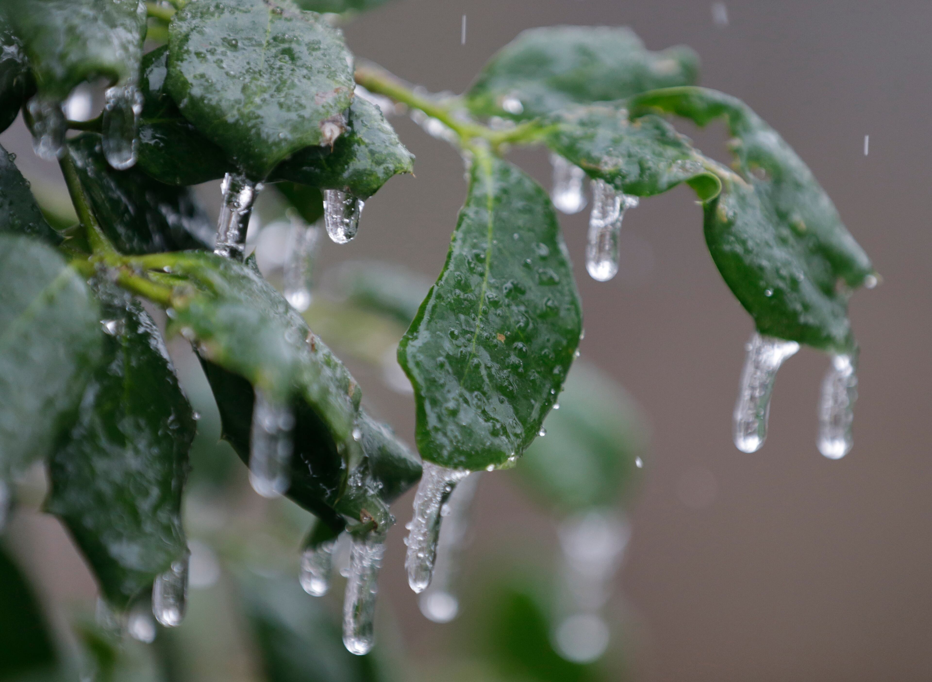 Ice forms on holly leaves as sleet falls in Richmond, Va., Sunday, Dec. 8, 2013. A powerful storm system that spread hazardous snow, sleet and freezing rain widely across the nation's midsection rumbled toward the densely populated Eastern seaboard on Sunday. (AP Photo/Steve Helber)