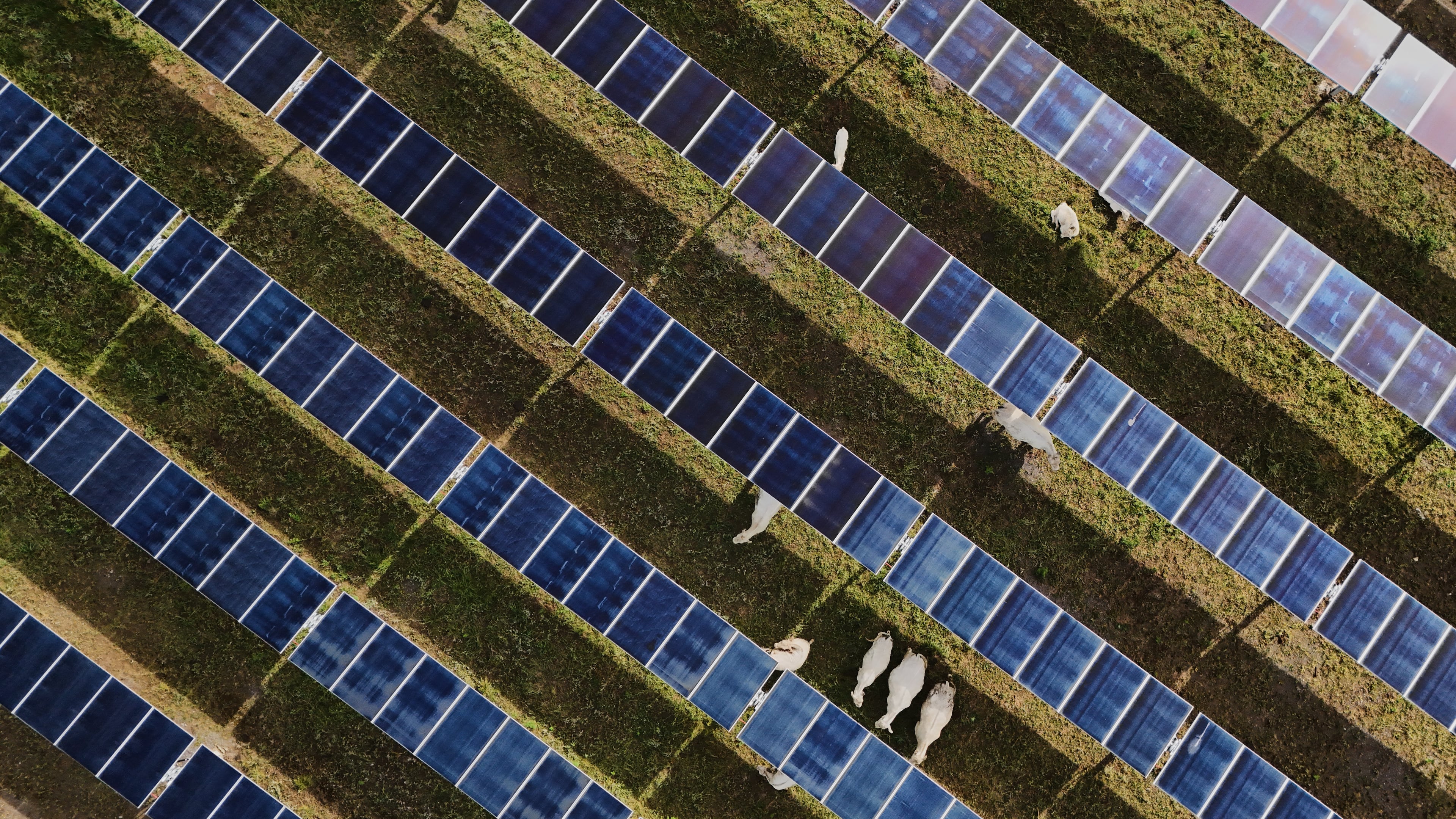 Cattle graze under solar panels Tuesday, April 28, 2026, at a farm in Christiana, Tenn. (AP Photo/Joshua A. Bickel)