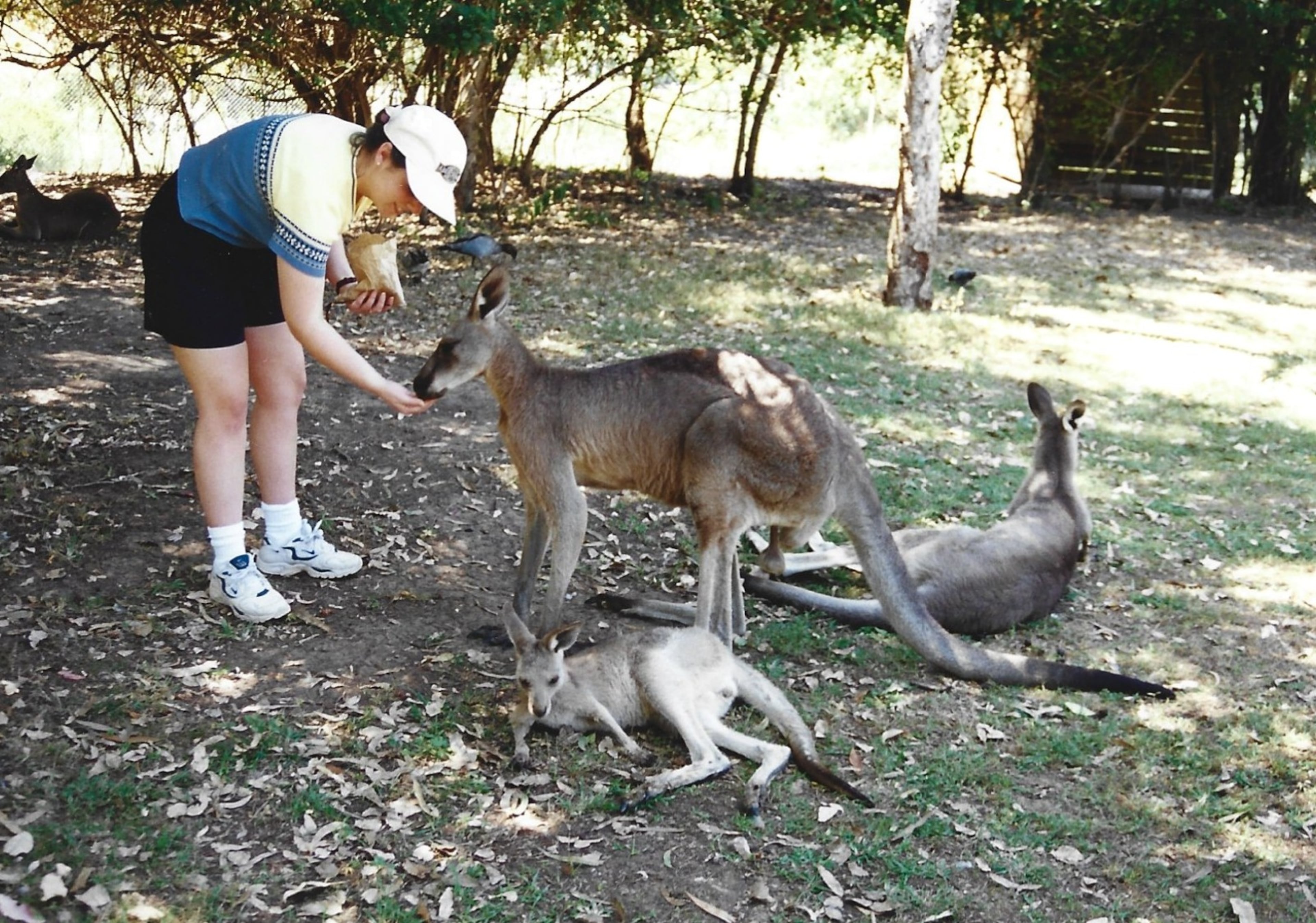 Heather feeds kangaroos in one of her first trips to visit Steve in Australia. (Courtesy of Steve Leo)