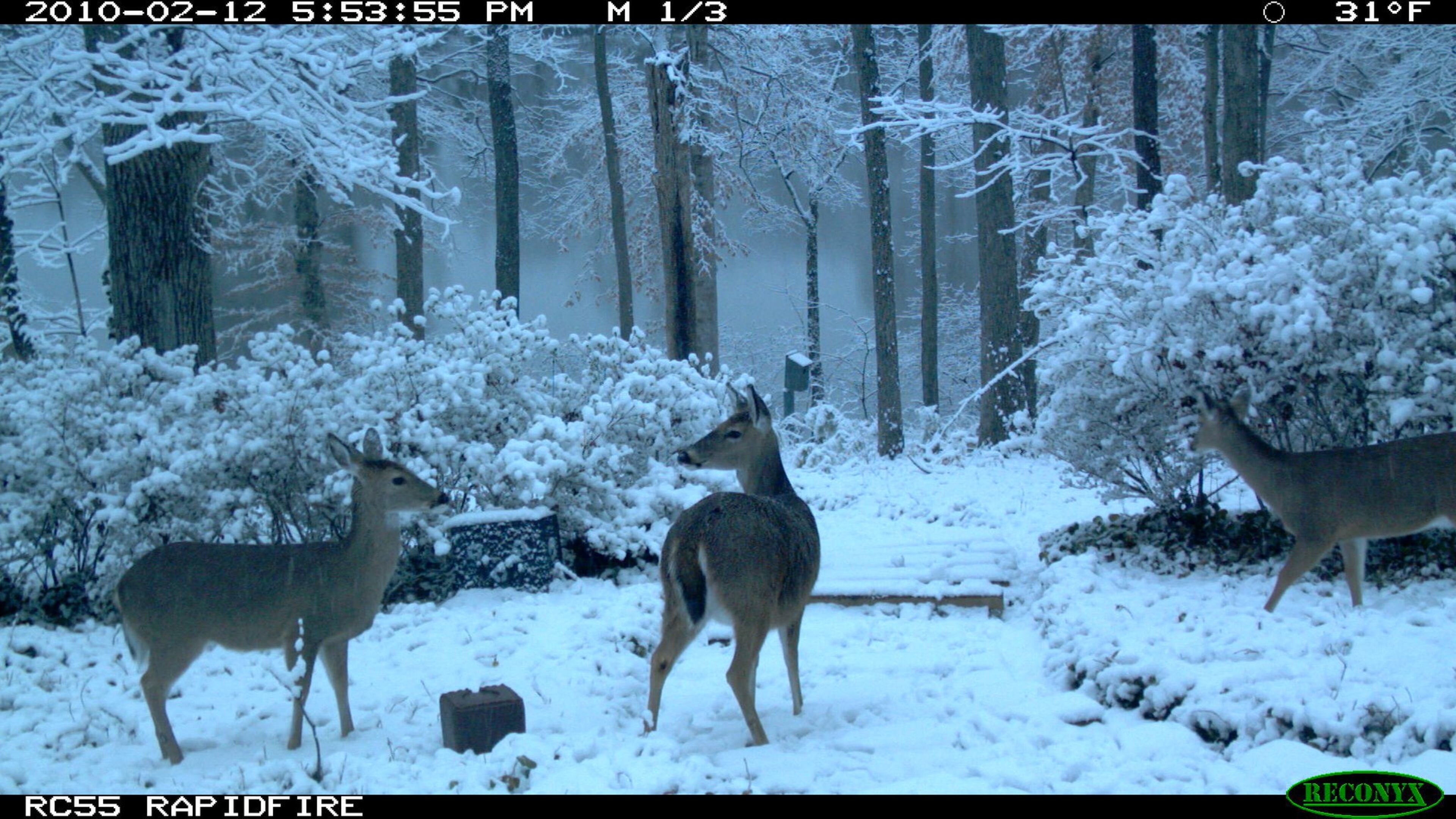 Jim and Sheila Conway of Roswell submitted this photo of deer in snow. Deer start to prepare for winter months before the temperatures begin to drop. They do this by storing fat around internal organs and under their skin which insulates and provides energy reserves for the lean months ahead.Their coat plays a major role in keeping them warm. Coarse, hollow, dark guard hairs cover soft, woolly underfur. Guard hairs can absorb solar energy but it’s the underfur that provides the most insulative value. Sebaceous glands in the skin produce a water-repellent oil that coats hair filaments as well. Deer decrease movement activity thereby lowering their metabolic rate and voluntarily reduce food intake. Deer also seek shelter in conifer stands. These areas have reduced wind speeds and snow pack and provide overhead thermal cover which means higher night time temperatures.