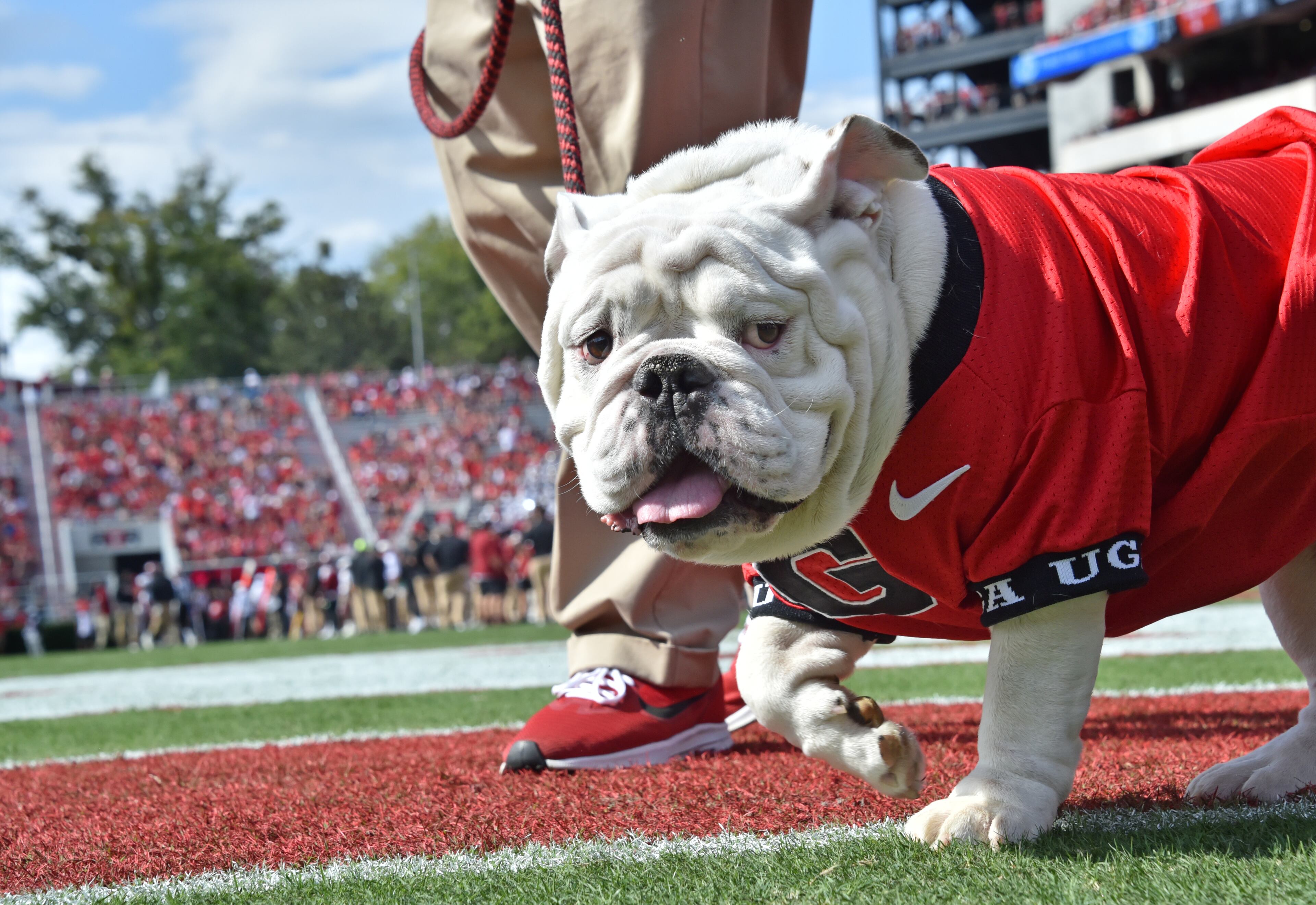 Uga X, the mascot for the University of Georgia, during the game at Sanford Stadium in Athens. (Hyosub Shin / Hyosub.Shin@ajc.com)