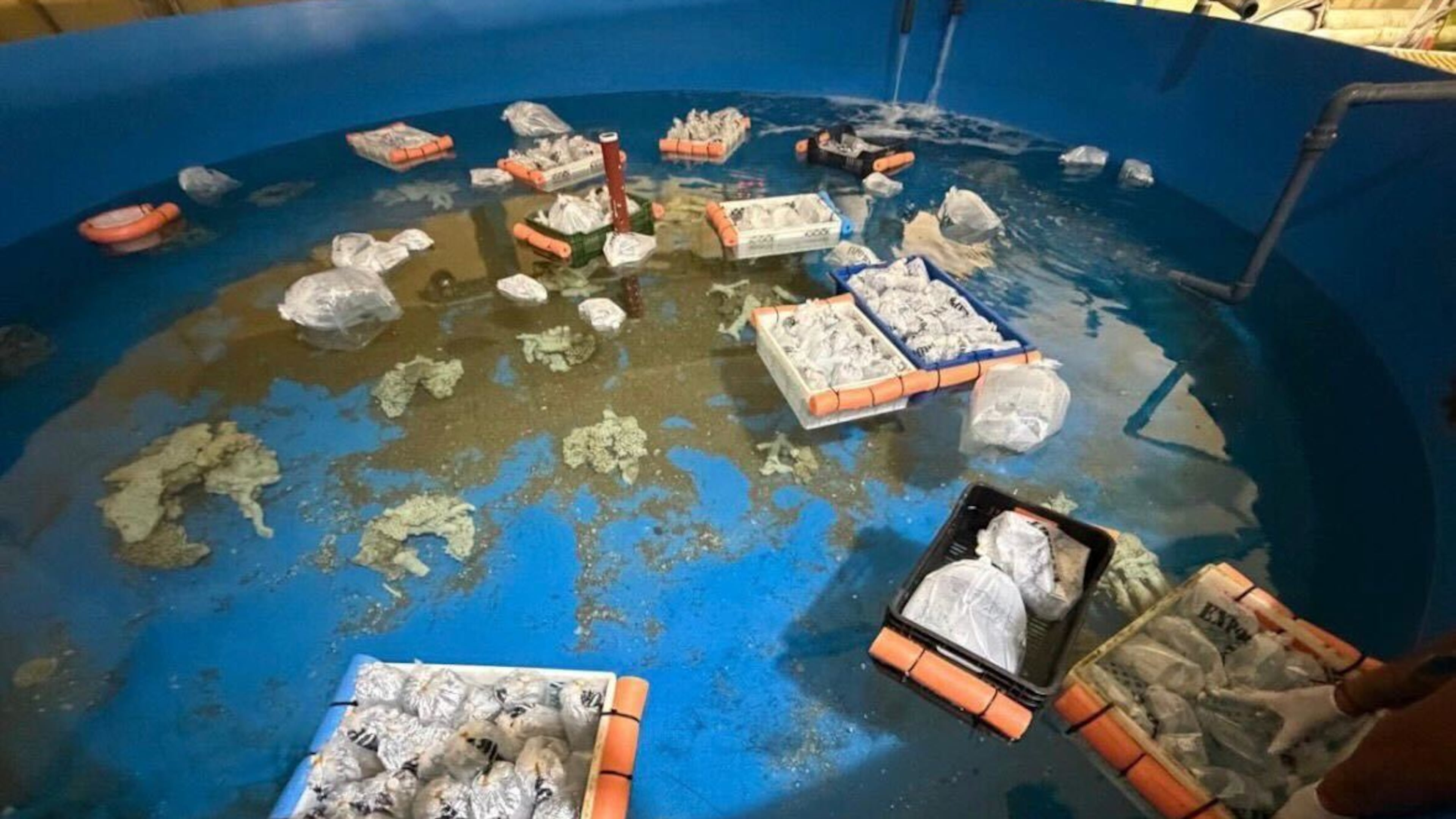 Marine animals are seen at Fundacion Temaiken after Argentine authorities seized more than 700 trafficked species from Kenya during a major wildlife-trafficking bust at Buenos Aires' Ezeiza International Airport in Escobar, Bueno Aires, Argentina, Thursday, May 14, 2026. (Fundacion Temaiken via AP)