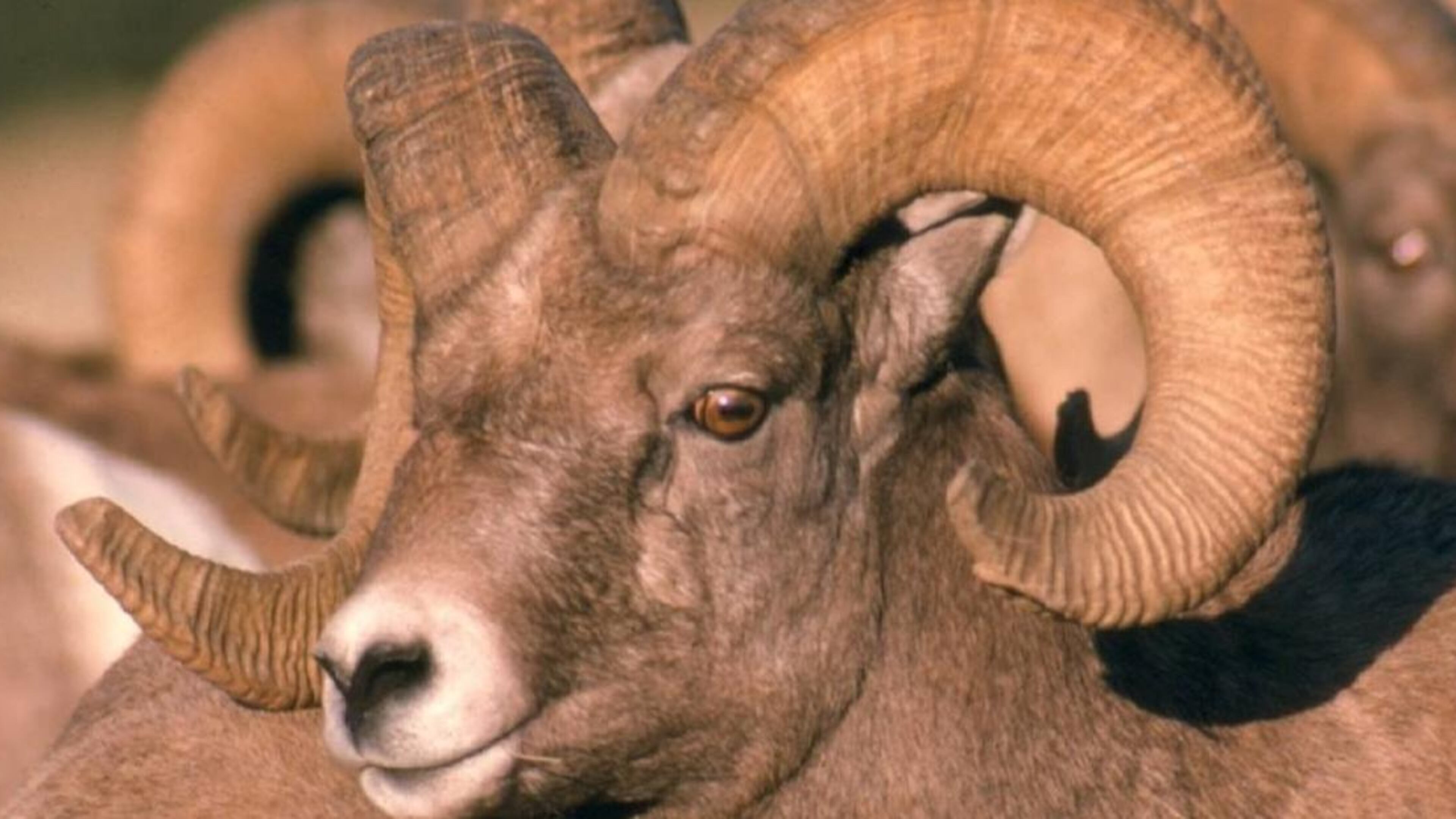 A Rocky Mountain bighorn ram turned out to be a world record-holder for a South Dakota man.